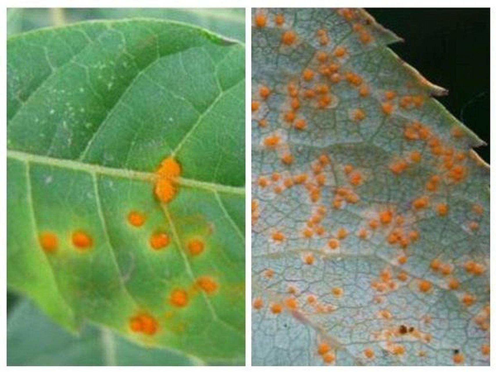 【月季养护技巧】月季锈病症状及防治方法 月季锈病的症状表现非常