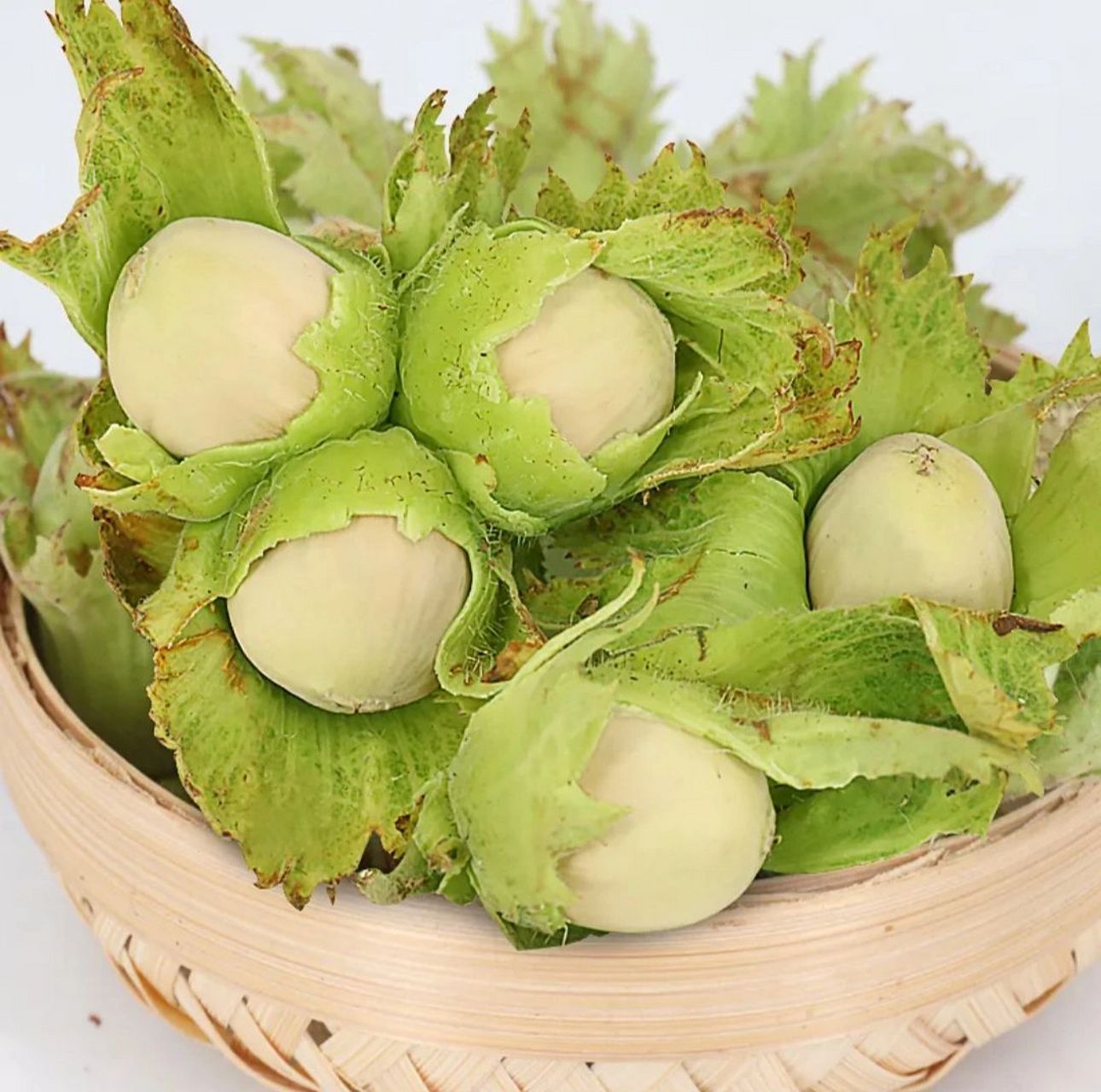 新鲜的东北榛子 新鲜的东北榛子已上市喽~ 现在的口感属于鲜嫩多汁