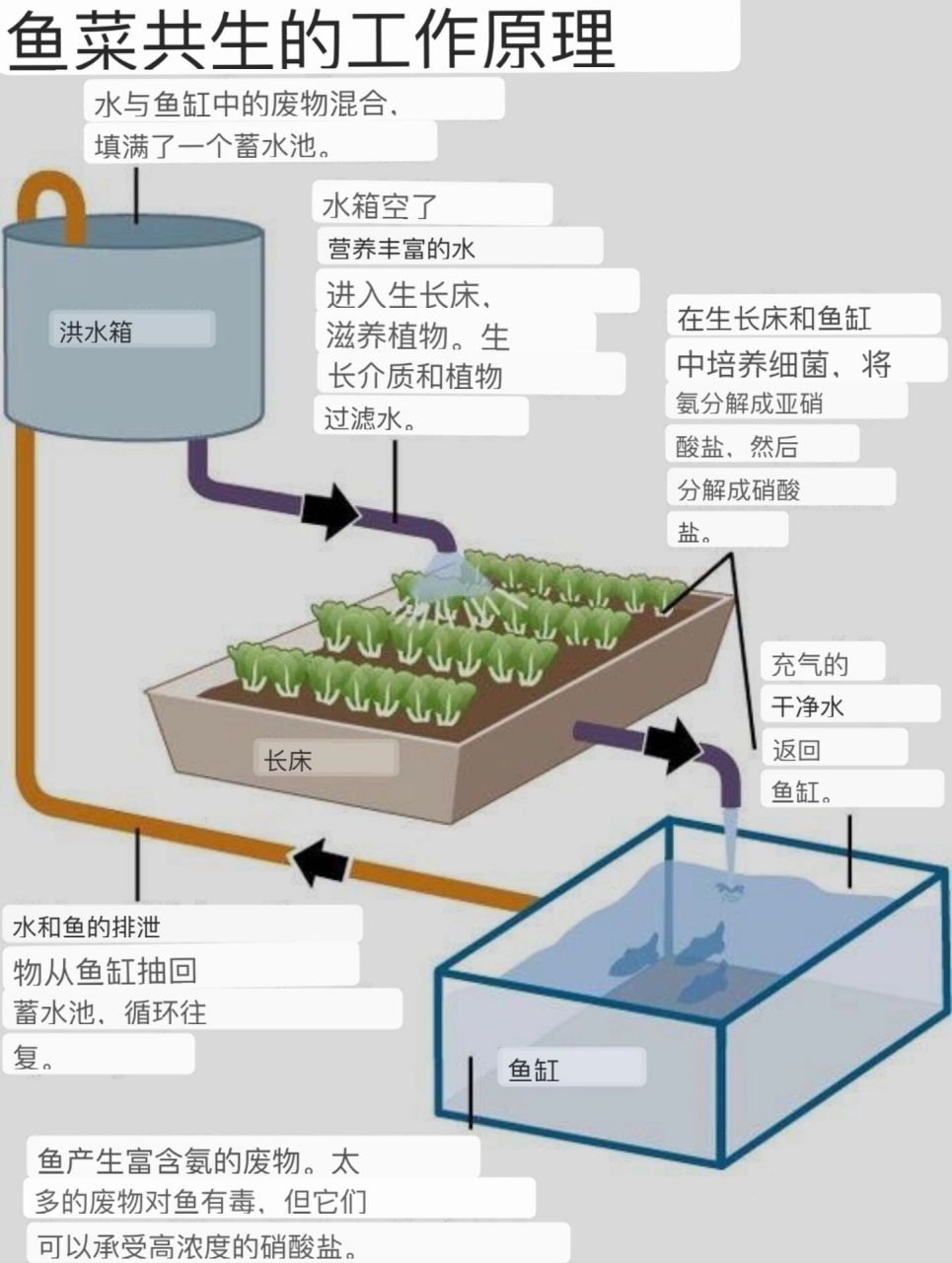 极简鱼菜共生原理·18张系统和实景图·干货贴 后院鱼菜共生农业