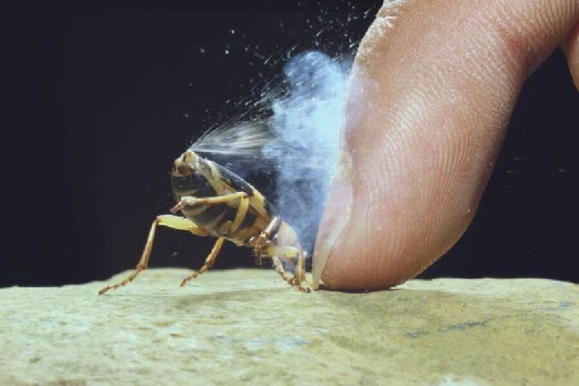 这完全是由其体内化学物质引起的,它的腹部有两个腺体,并列地分布在