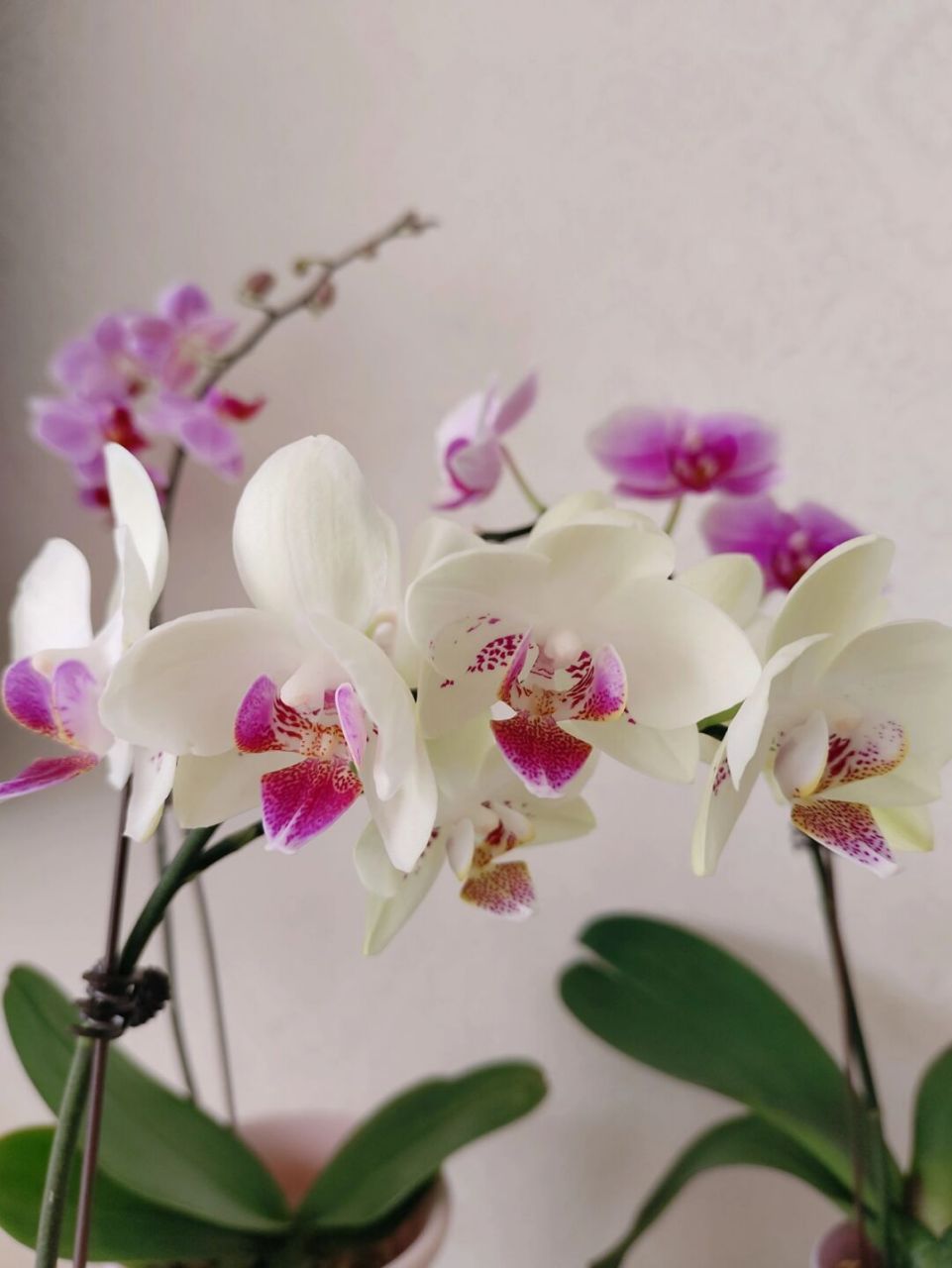 蝴蝶兰:绿熊 全开的绿熊蝴蝶兰是真的美 淡绿的花瓣中点缀着一抹红晕