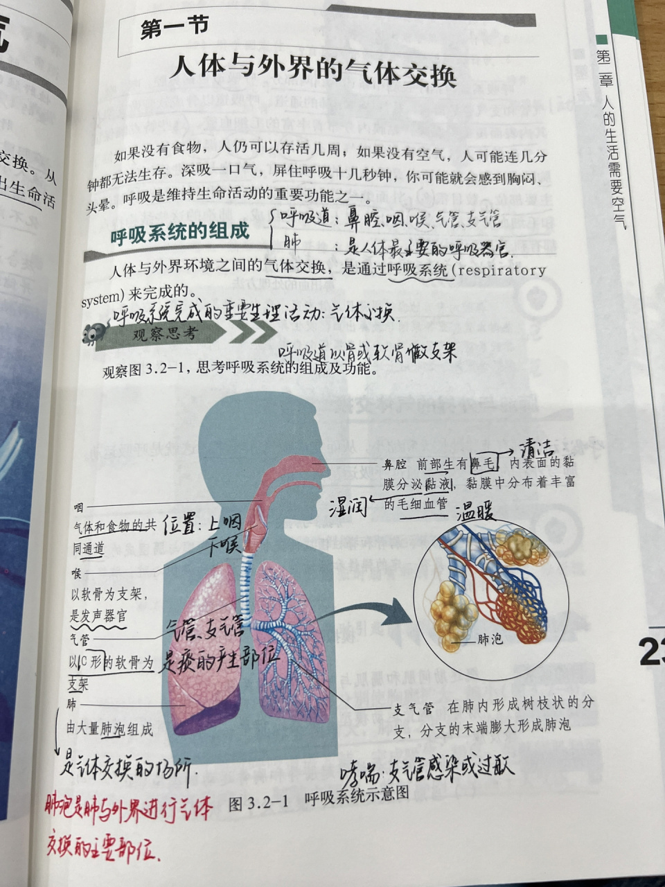 濟南版七下生物課堂筆記(4) 3.2.1人體與外界的氣體交換