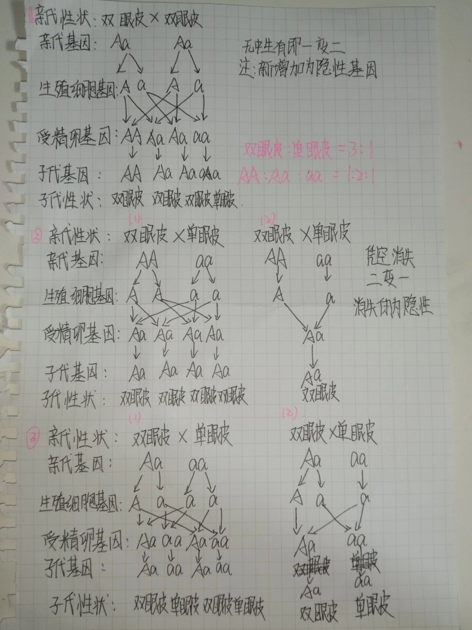 初二生物遗传图解