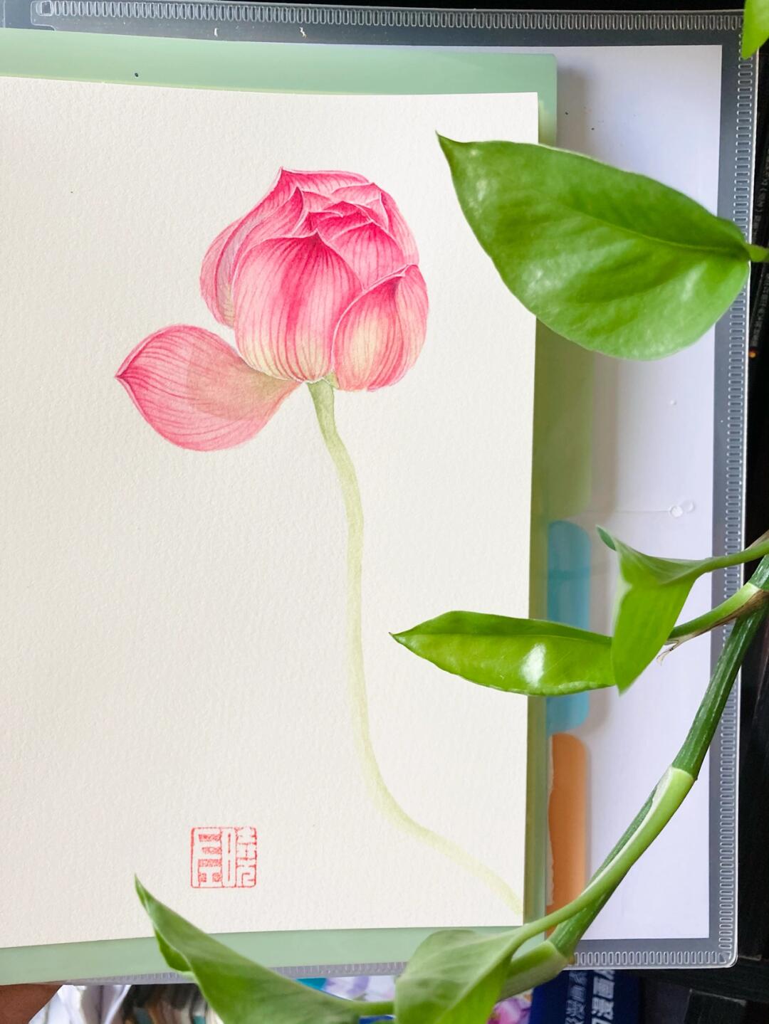 古风水彩 原创荷花