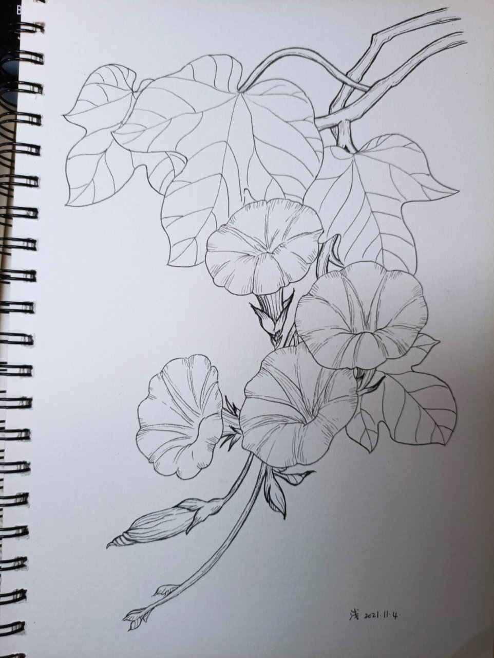 临摹 牵牛花94    尝试了一下只用铅笔起大形,然后直接针管笔画