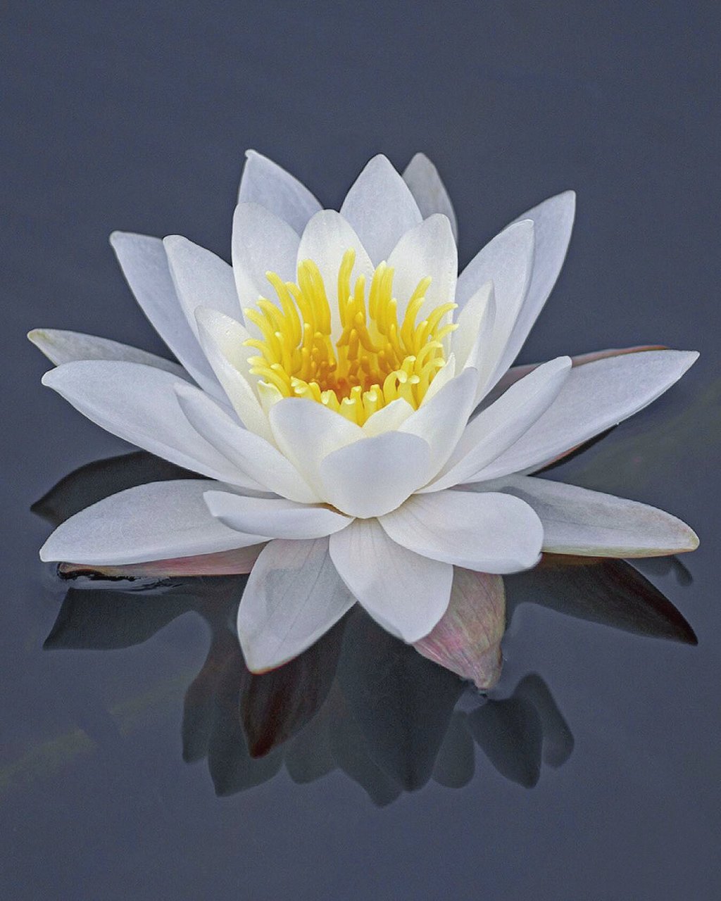 带你每天认识一种花材82|欧洲白睡莲 721507花材:欧洲白睡莲