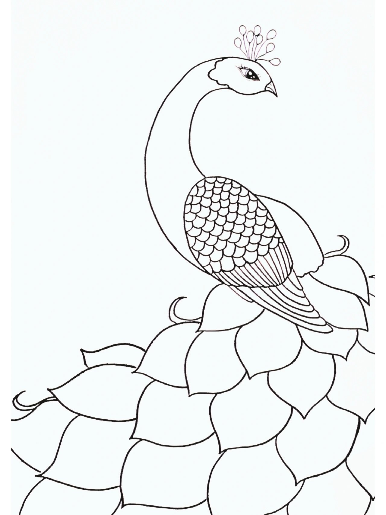 雅趣|分享66幅线描画—孔雀①⑥