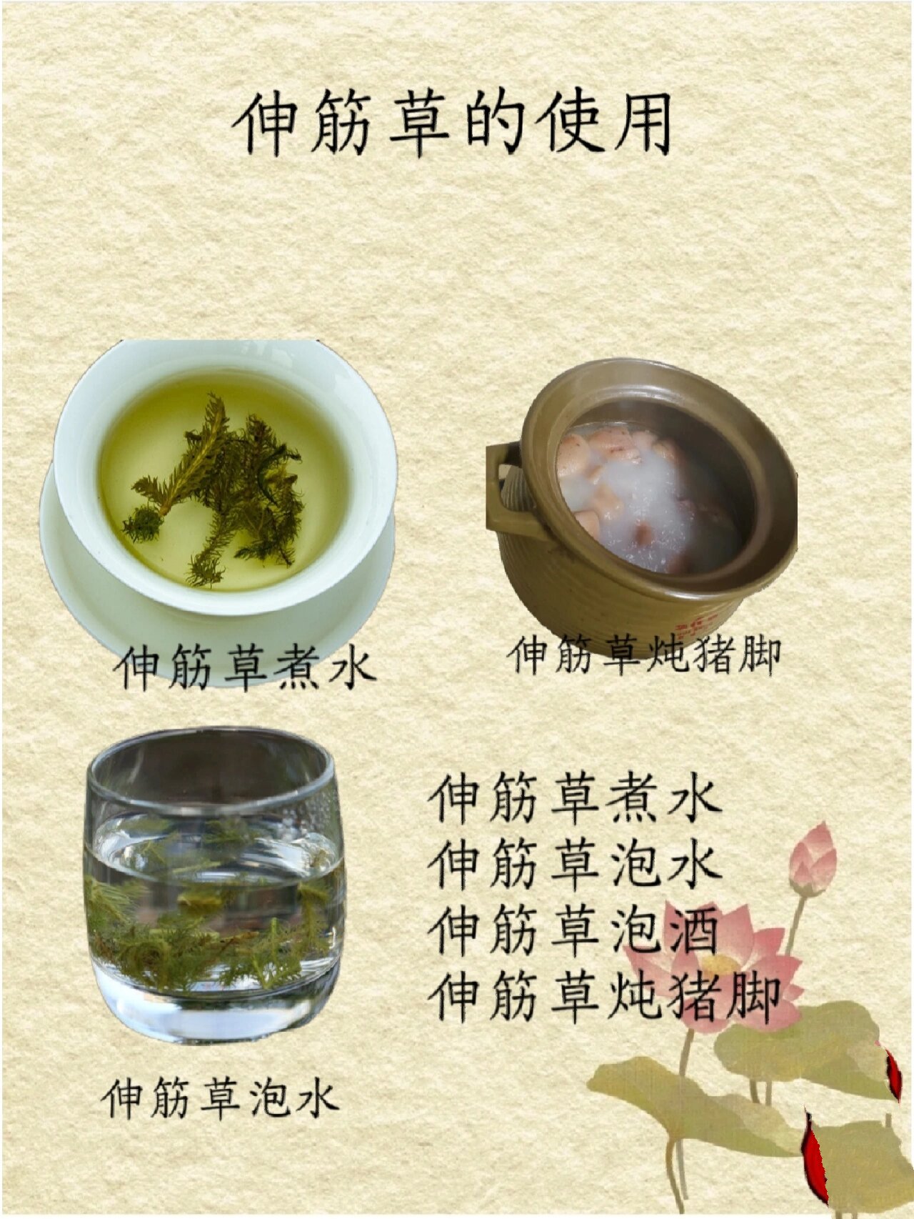 伸筋草 一般情况下以水煎服为主用量控制到10以内比较安全.