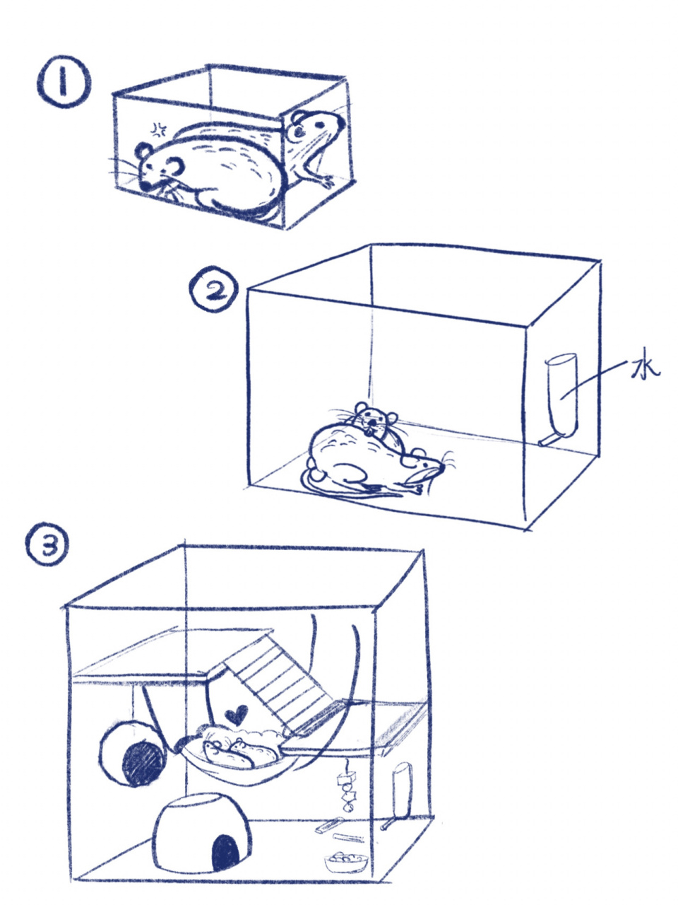 花枝鼠怎样合笼才不打架 已更新!