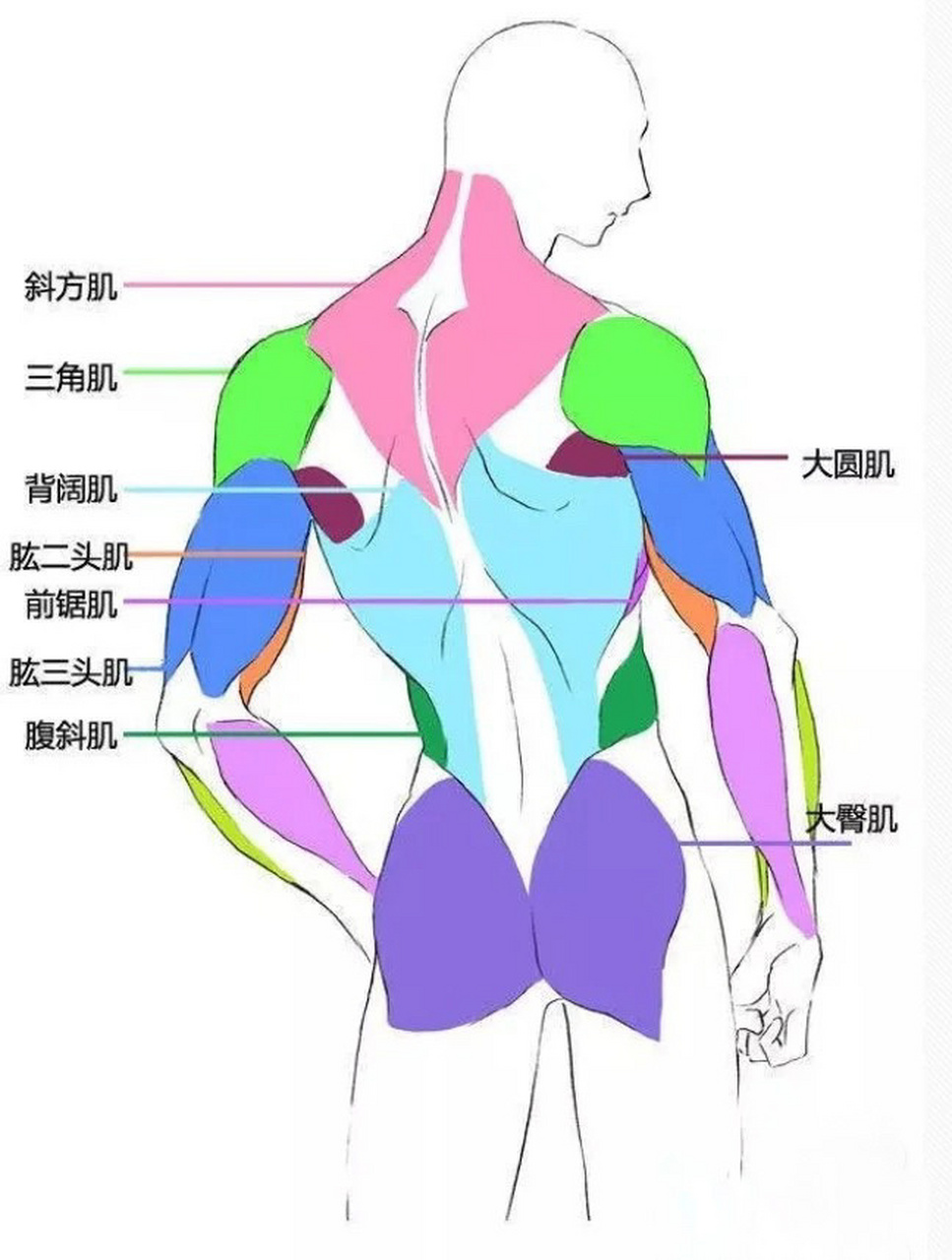 全身肌肉图解高清大图图片