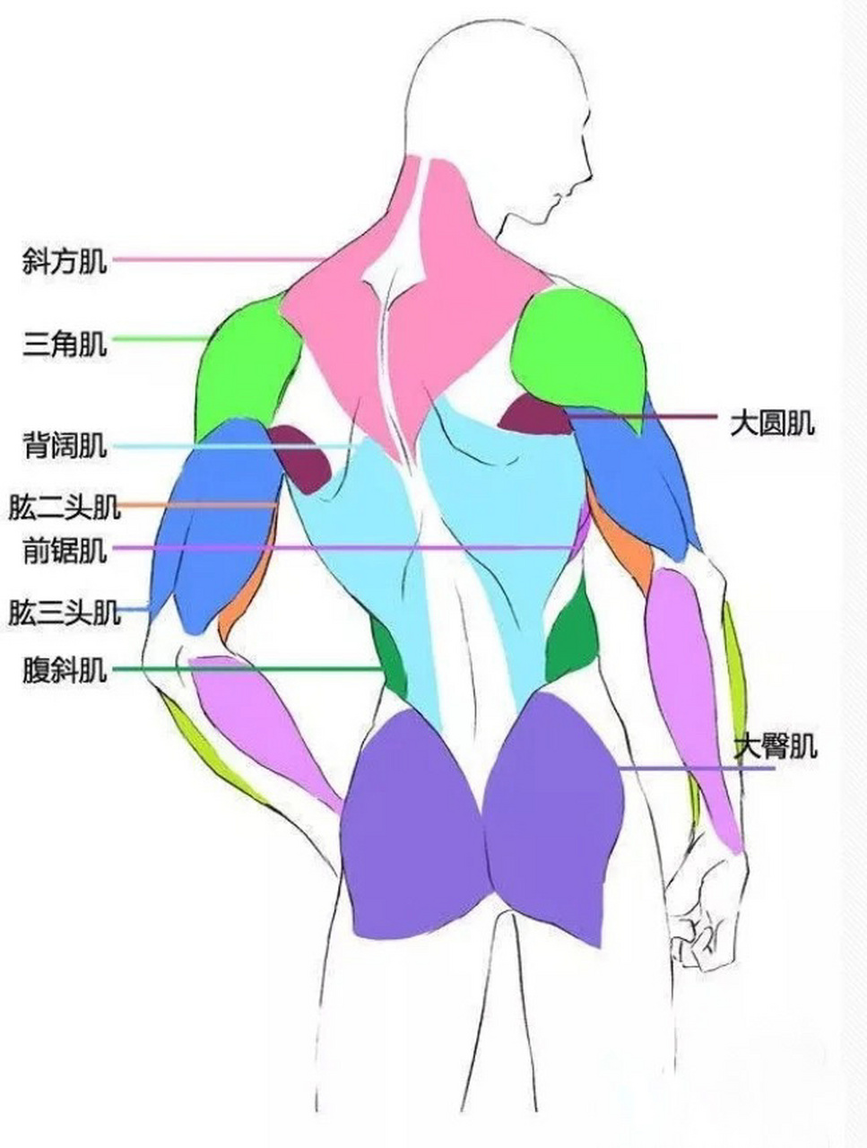 人体结构肌肉分析图-干货第七篇 了解人体肌肉结构,对动态把握和造型