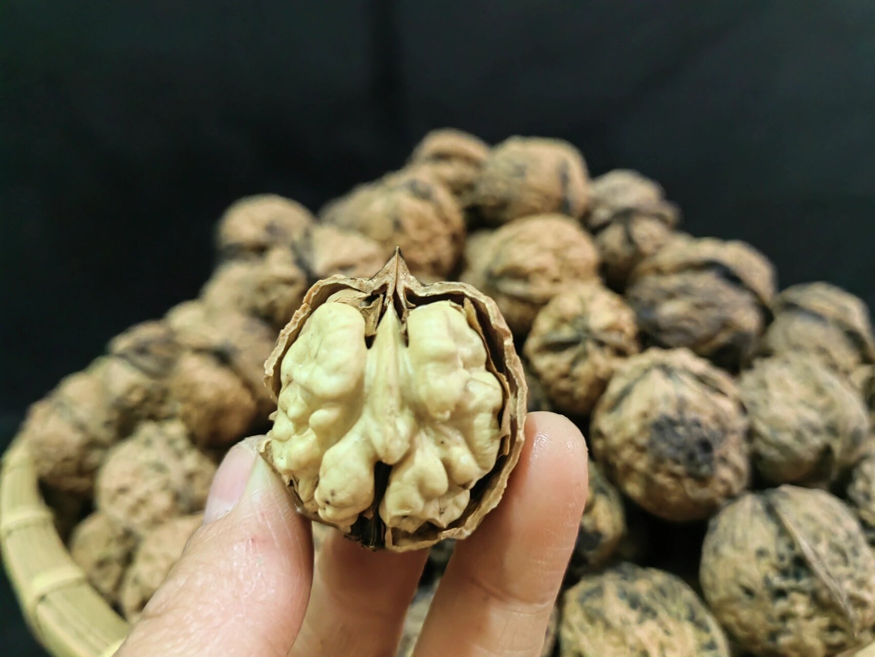 我家的野生老树山核桃