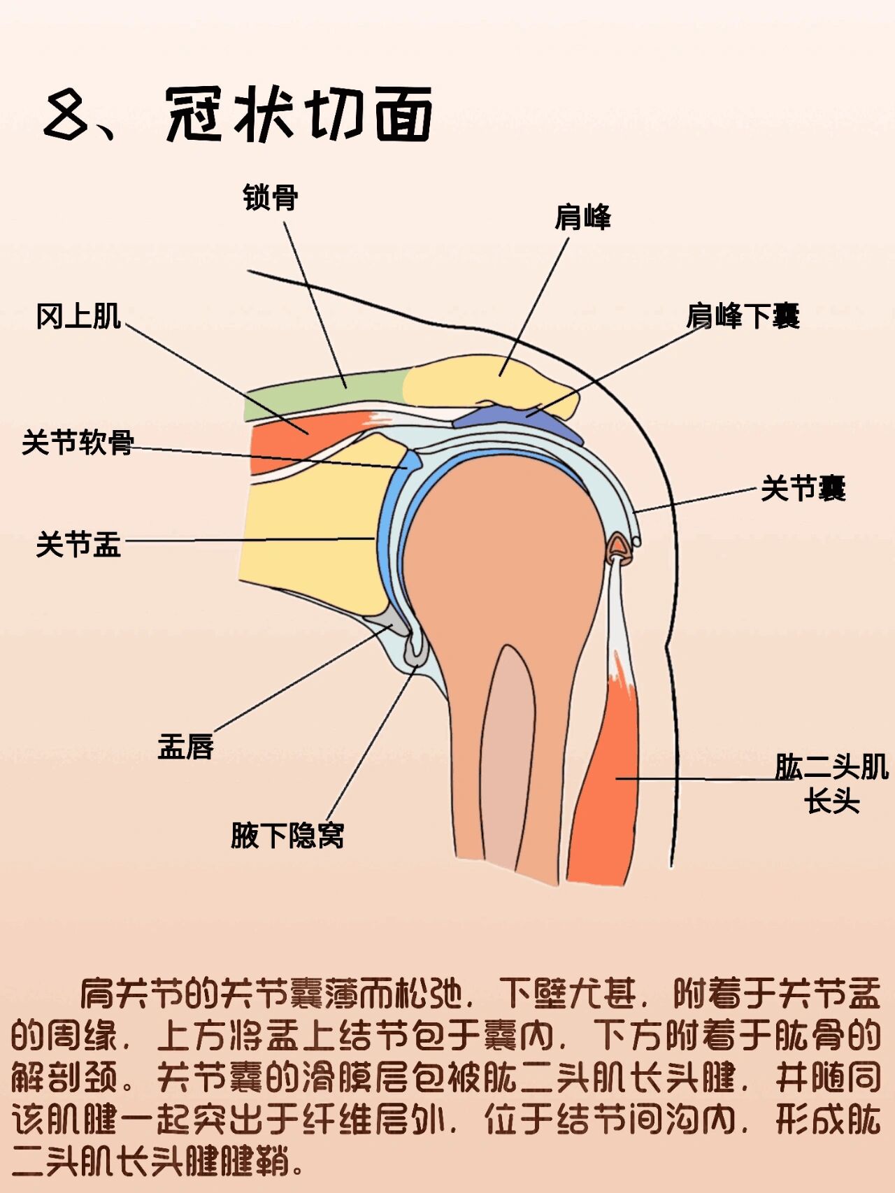 解剖日记之肩关节