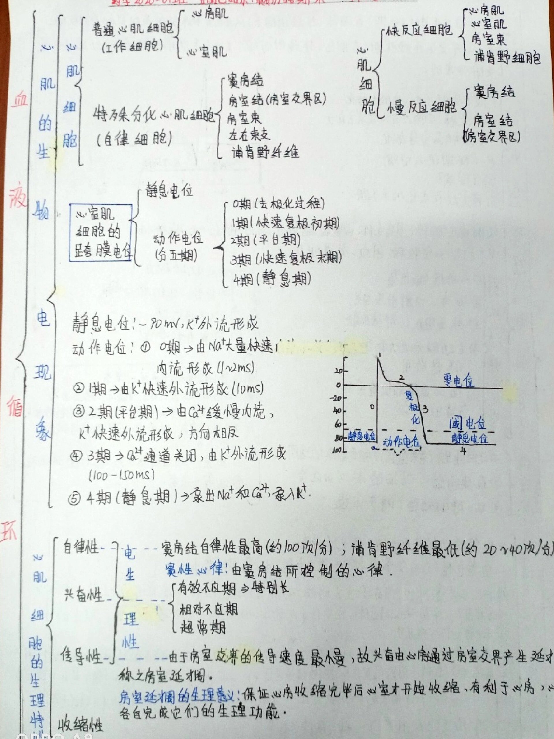 人体血液循环图手抄报图片