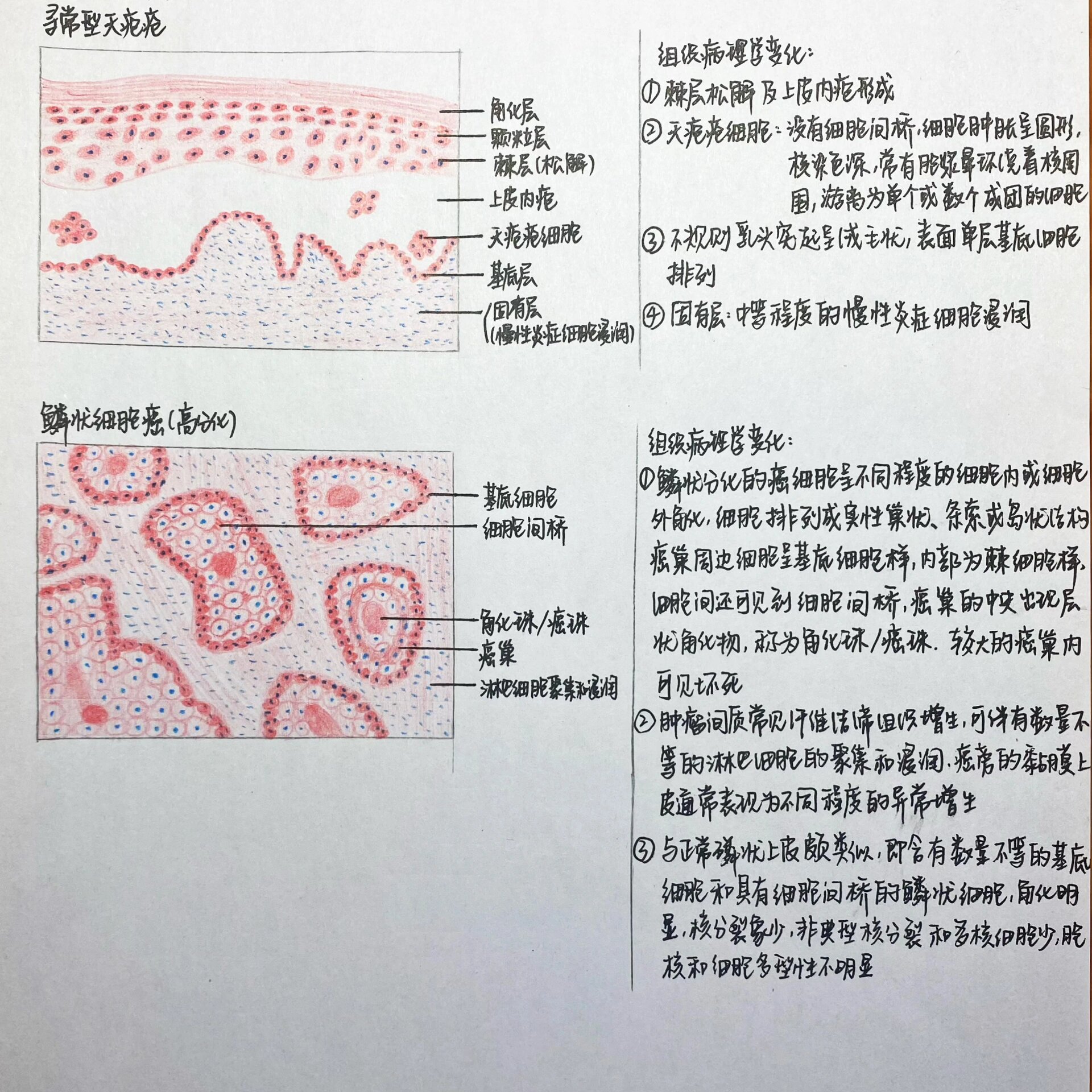 白喉红蓝铅笔绘图图片