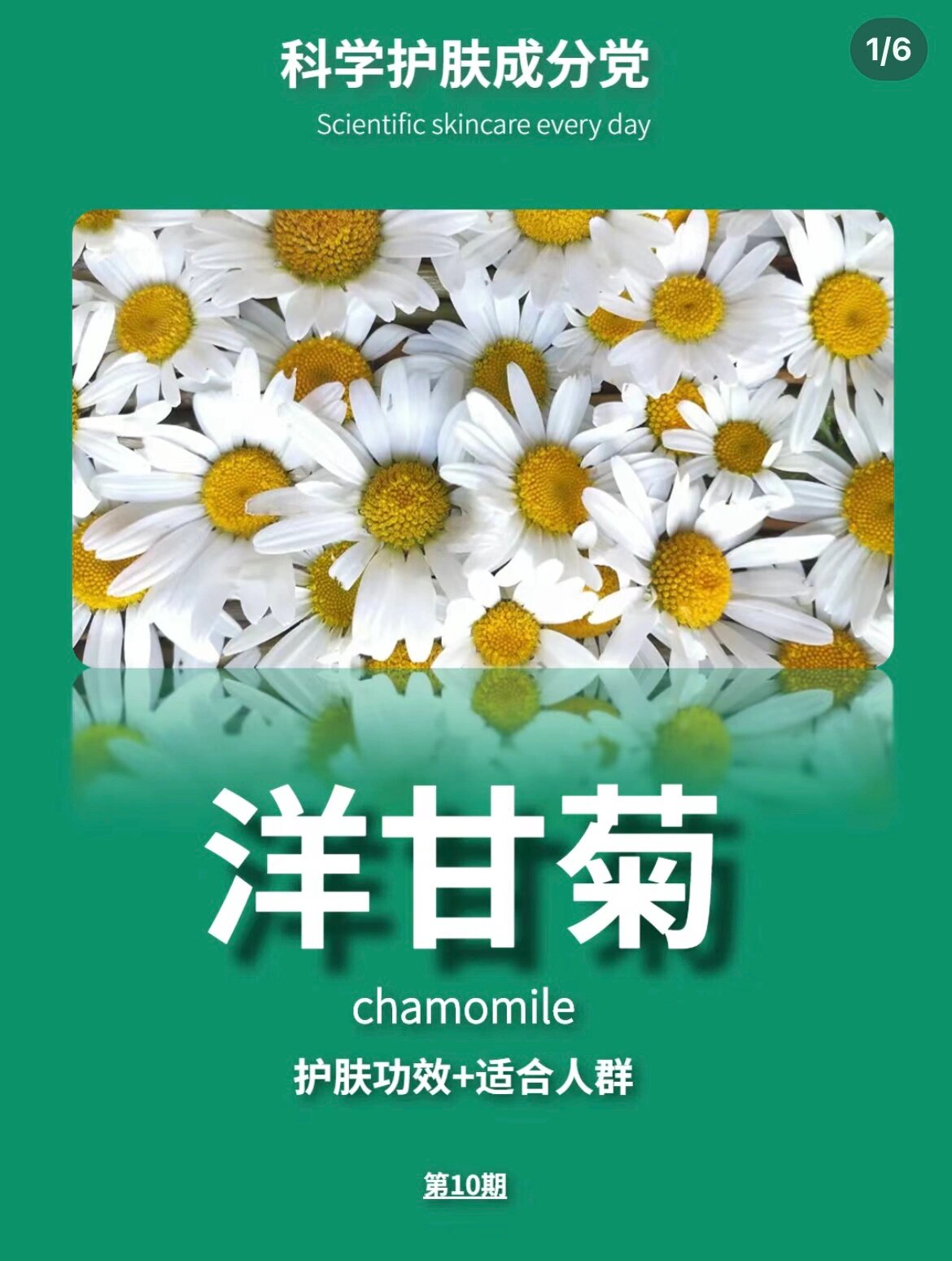 护肤小成分～洋甘菊(修复红血丝敏感肌)