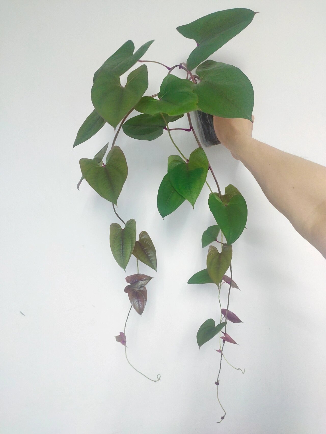 超好种的观叶植物——参薯 参薯(dioscorea02alata02l.