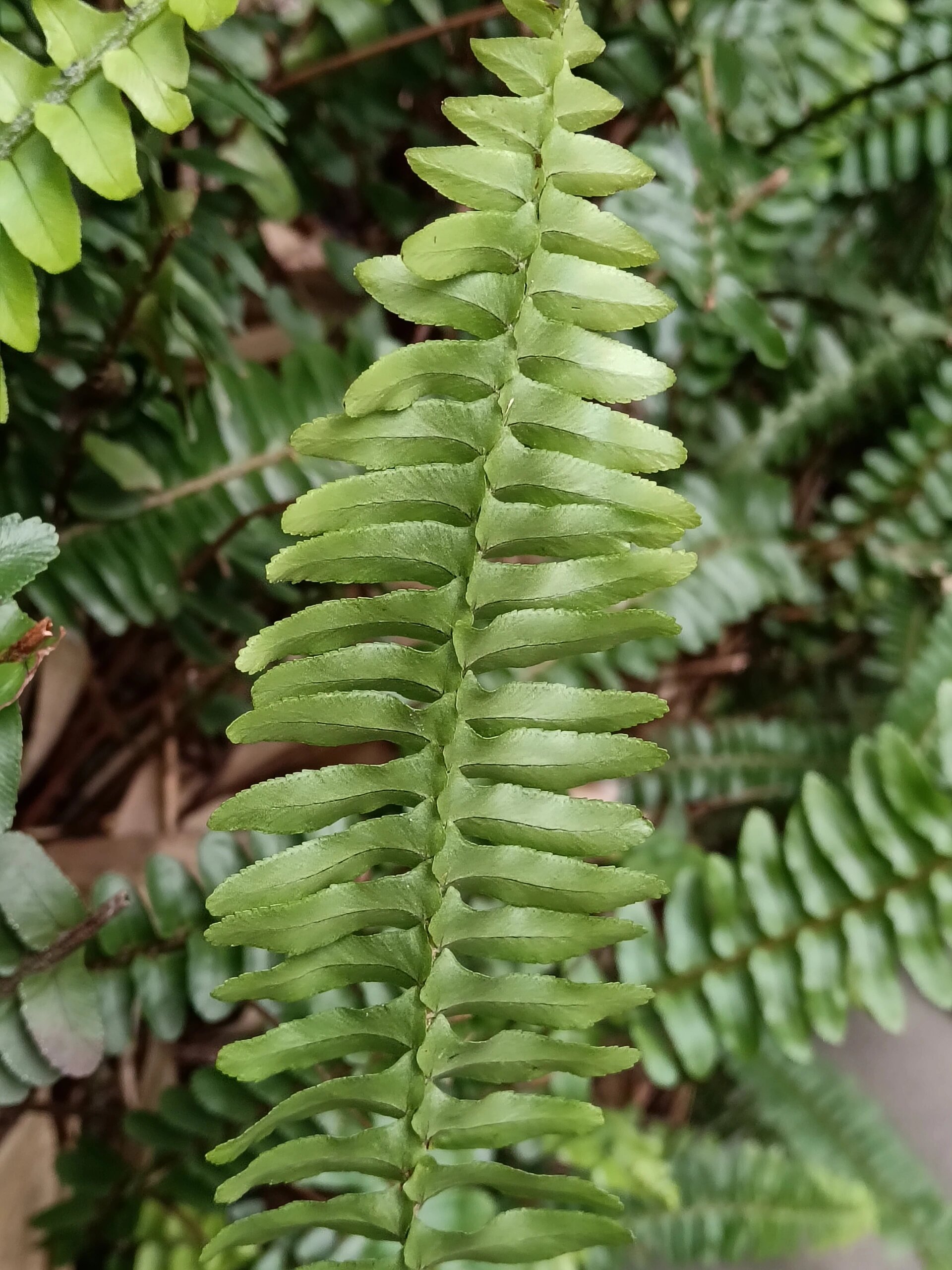 认识身边的植物——肾蕨