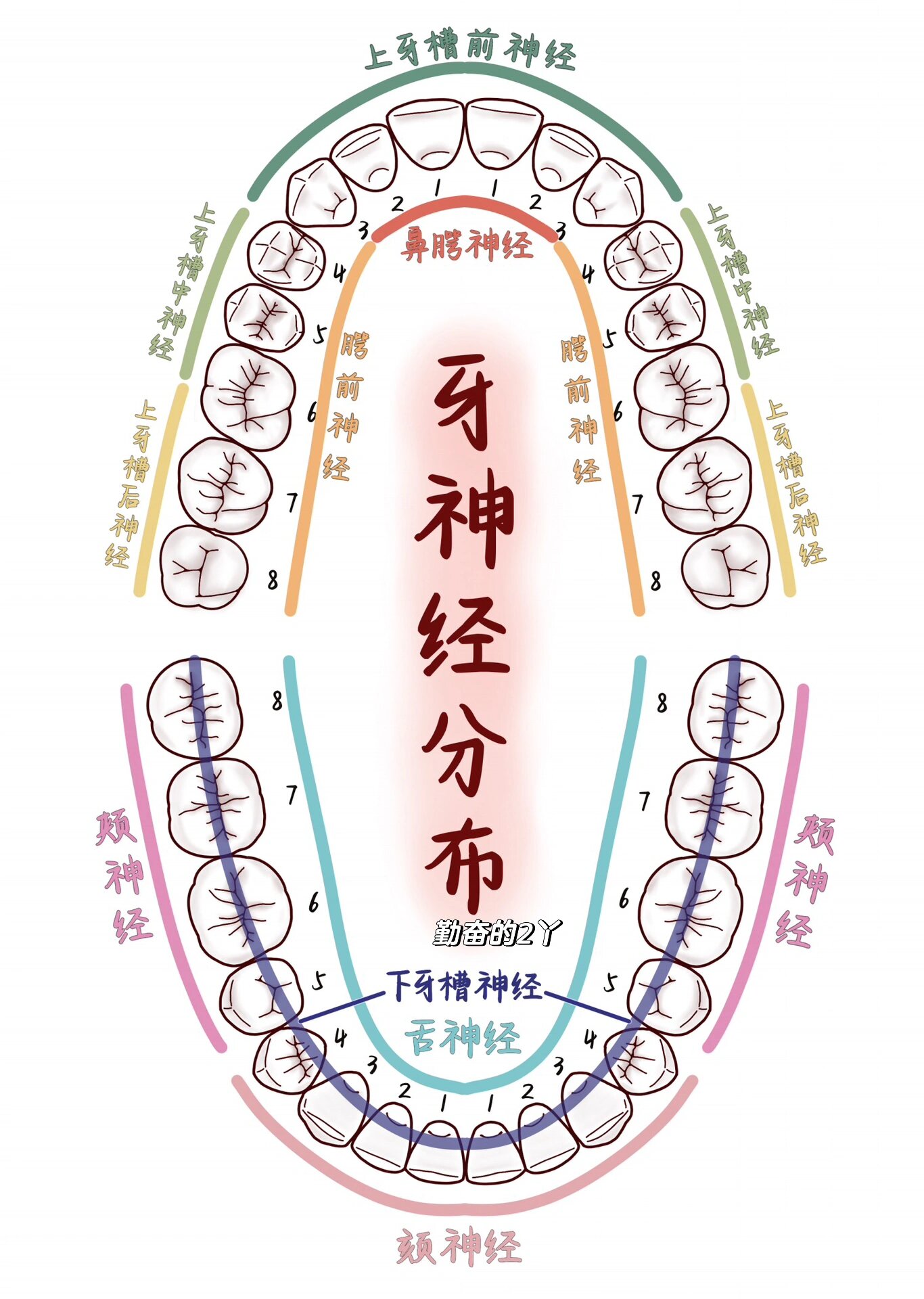 每日口腔知识点97牙神经分布