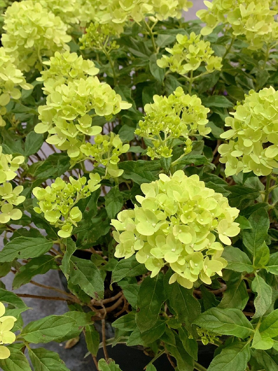 圆锥绣球活力青柠 #圆锥绣球# #绣球花# #植物# #园艺# #花园#