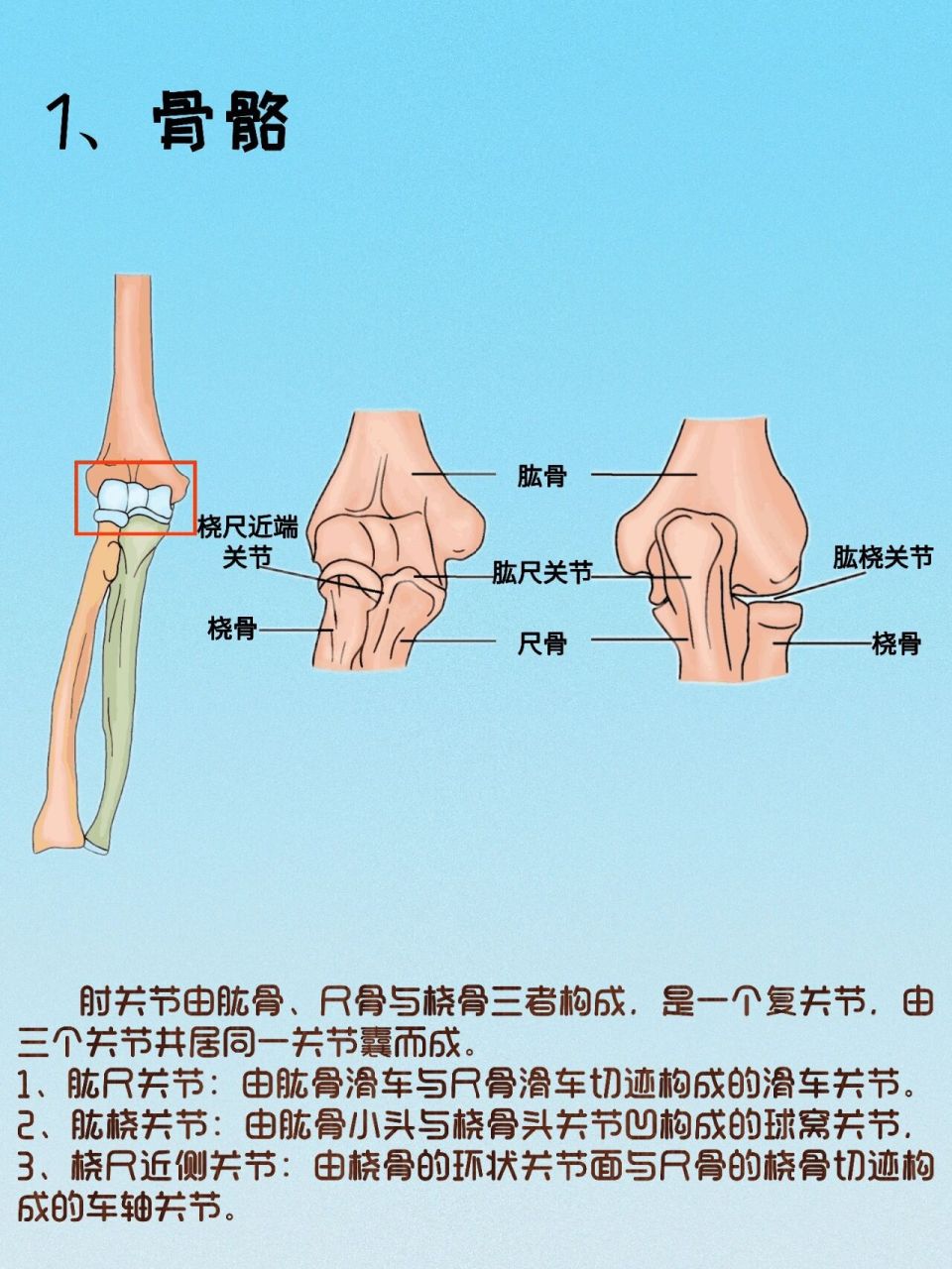 肱尺关节:由肱骨滑车与尺骨滑车切迹构成的滑车关节