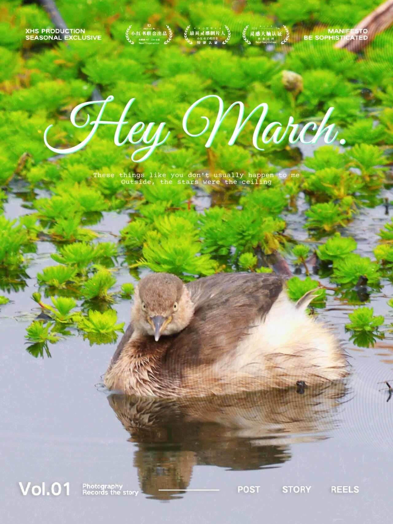 小䴙䴘 小䴙䴘 因体形短圆, 水上浮沉宛如葫芦, 故又名水葫芦.