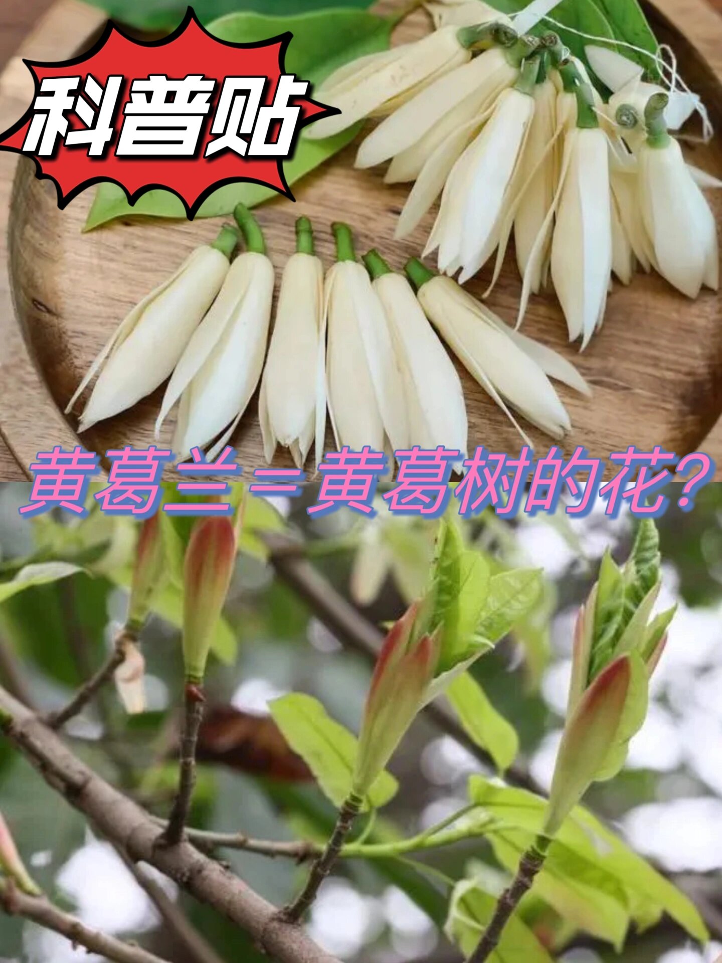 科普贴|黄葛兰=黄葛树的花