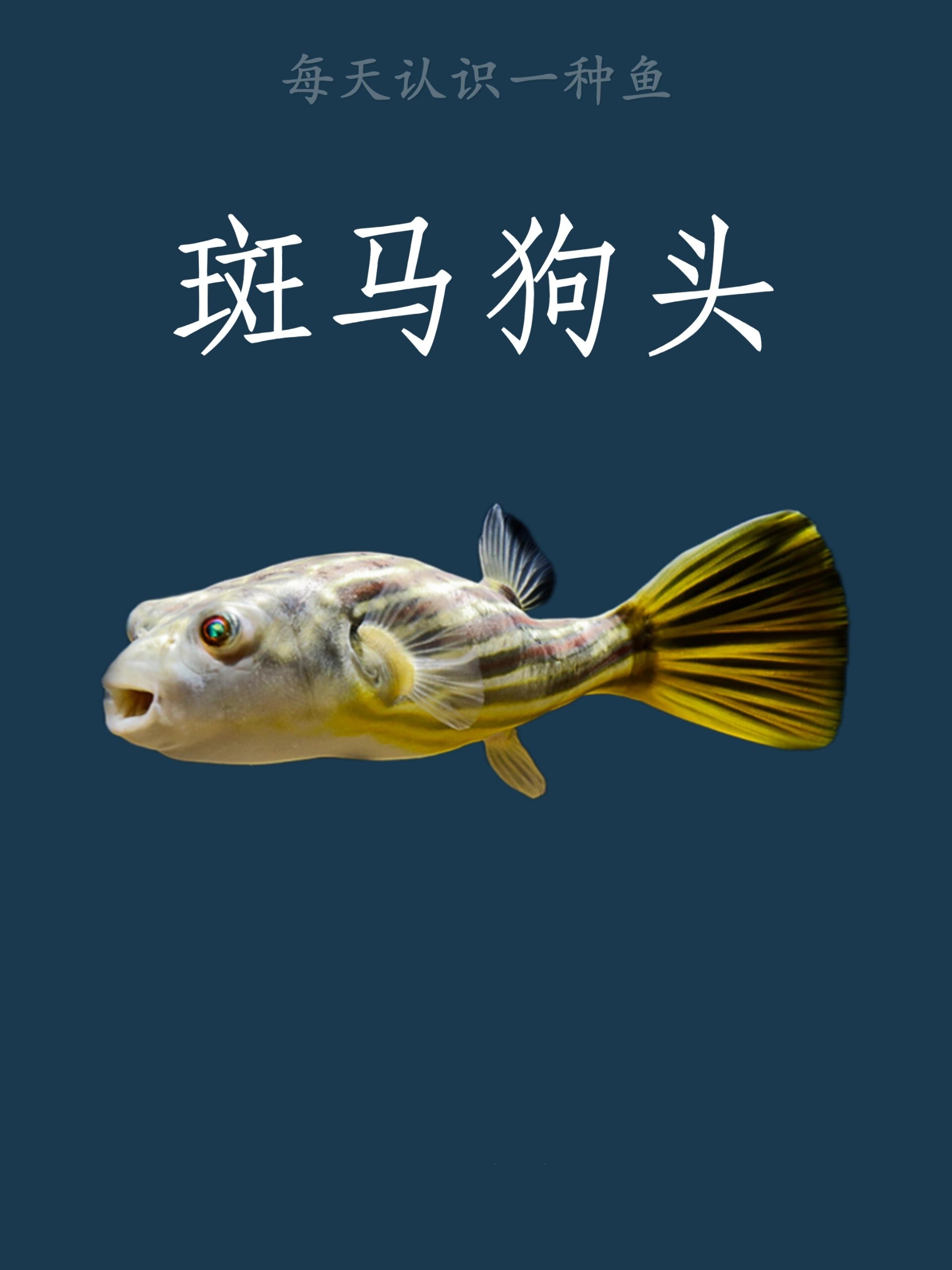 每天认识一种鱼|斑马狗头