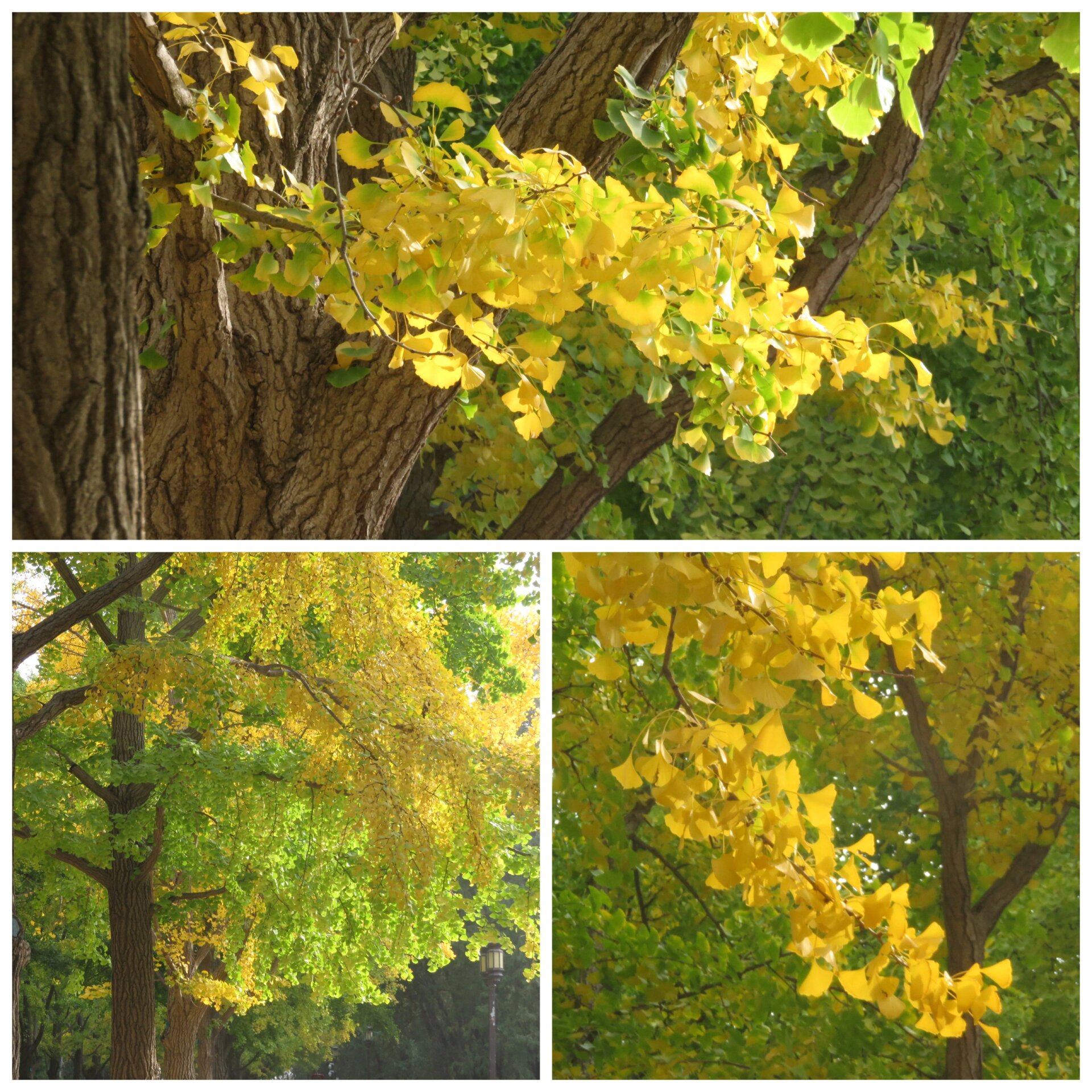 地坛银杏节 地坛公园看看银杏叶,叶子还没有很黄,景色差少少.