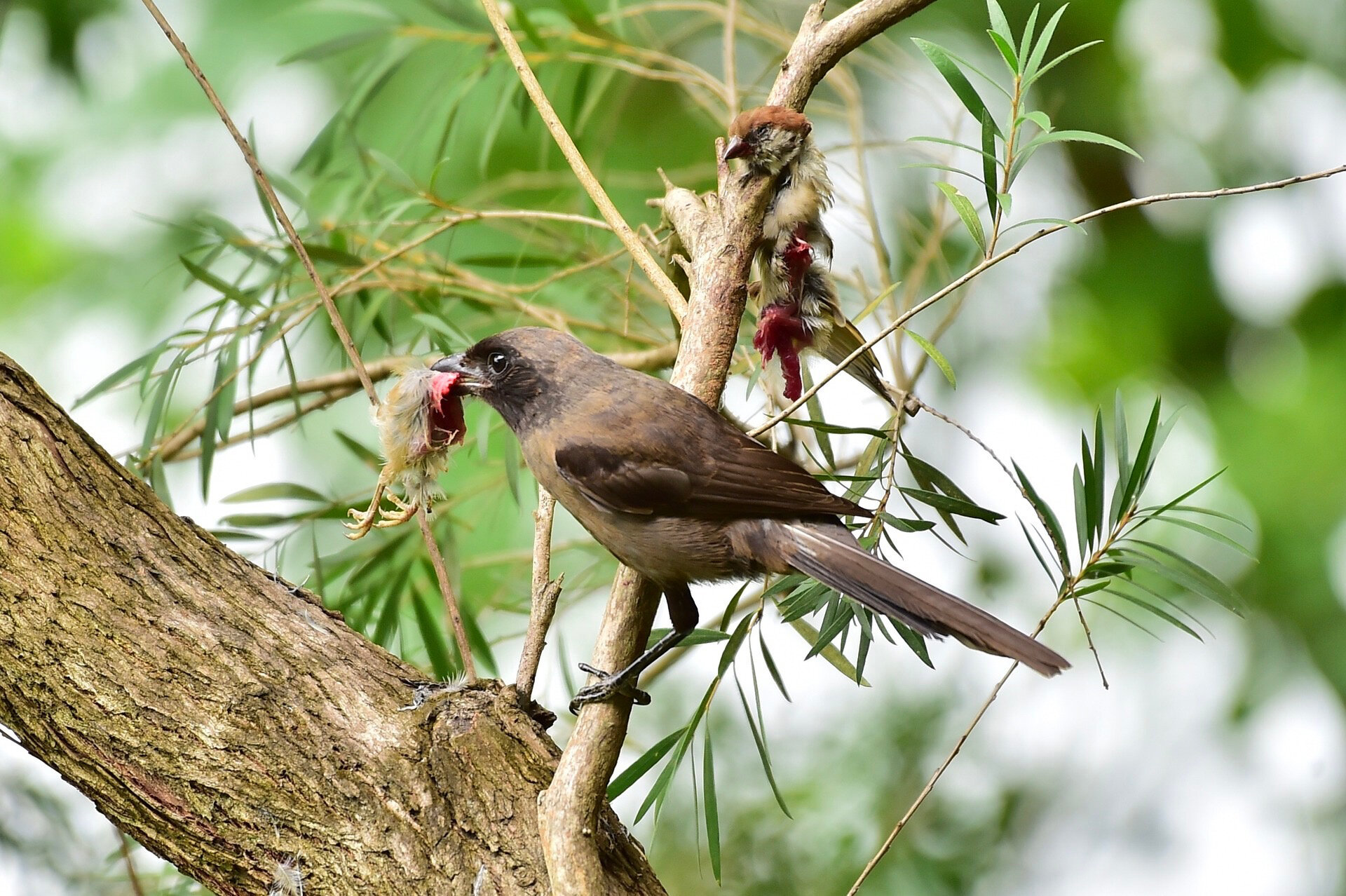 屠夫鸟,黑化的棕背伯劳捕食麻雀