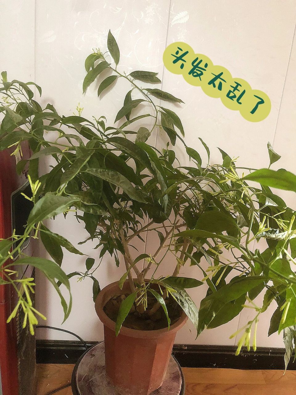 花草修剪 夜来香该如何修剪枝杈, 之前给叶子都剪了以为,会长出规律