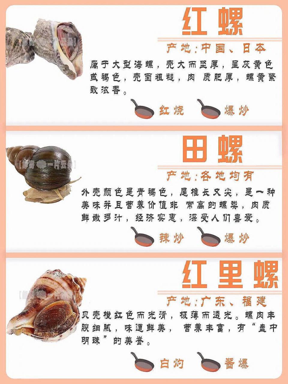 常见螺类百科|特点|区别|食用方法|产地 来 常见螺类百科|特点|区别