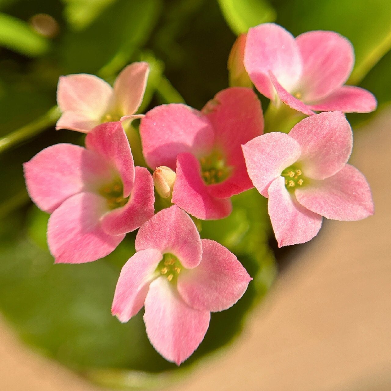 长寿花(30)哈瑞特--单瓣 淡妆浓抹总相宜～入手的第二盆单瓣,看惯了