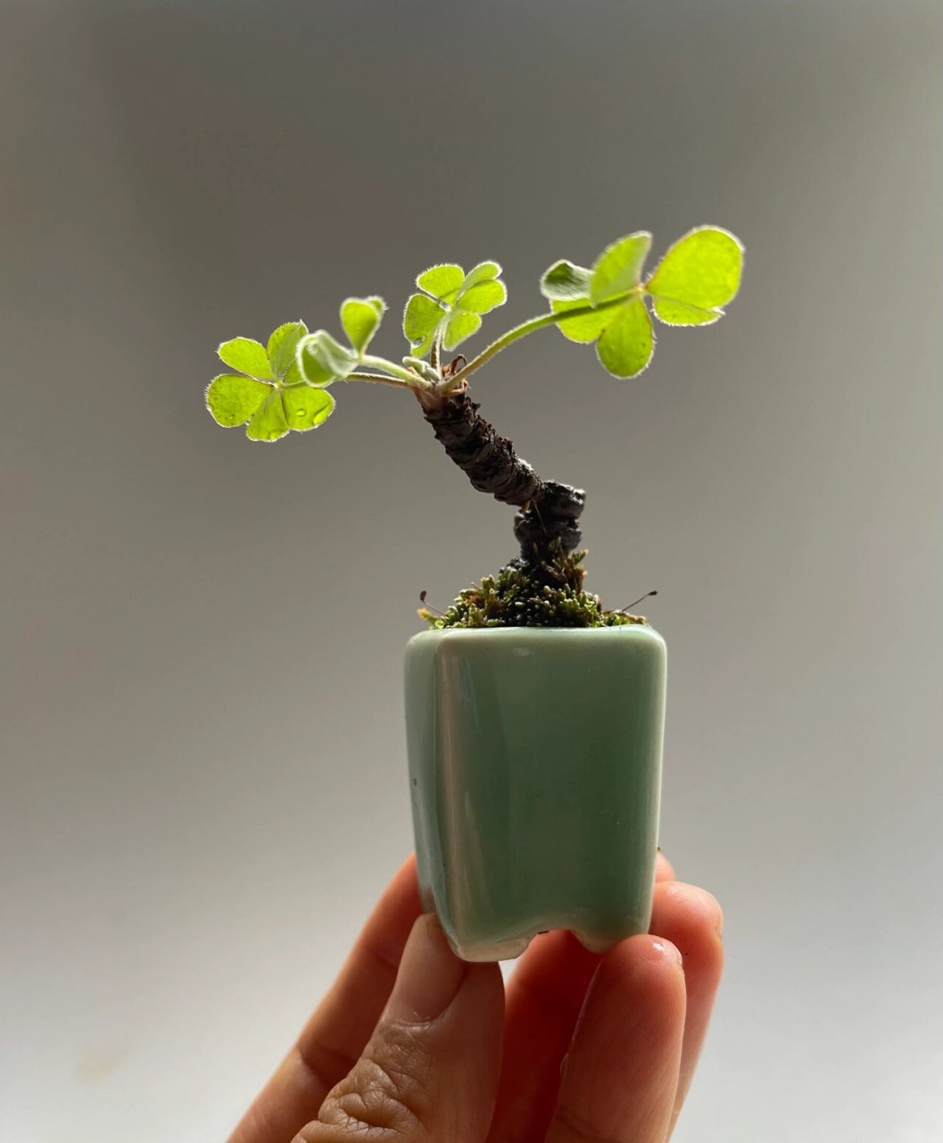 自制之间微盆景老桩幸运草三叶草 把玩于指尖的生命力