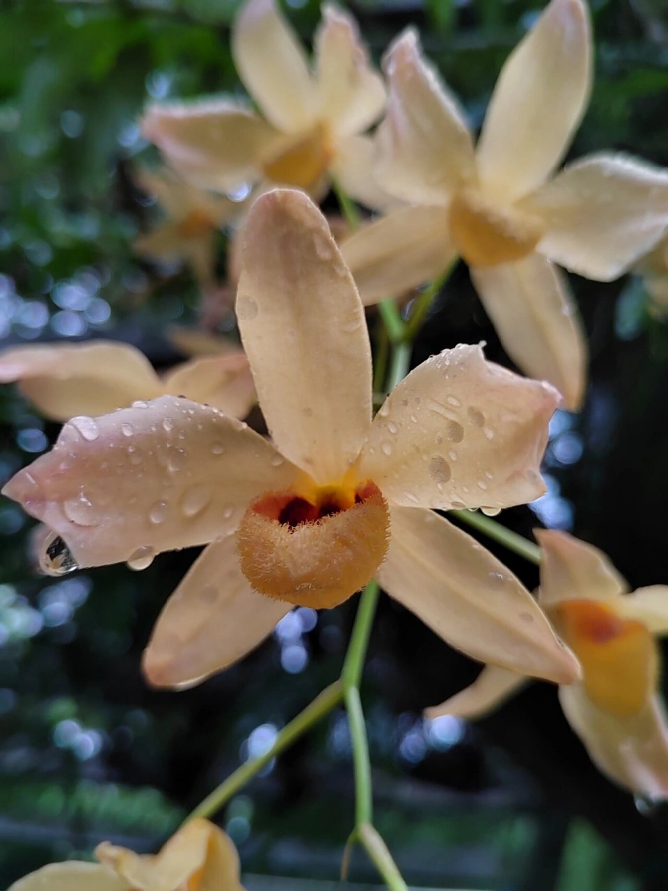 杓唇石斛 5.21华植兰园