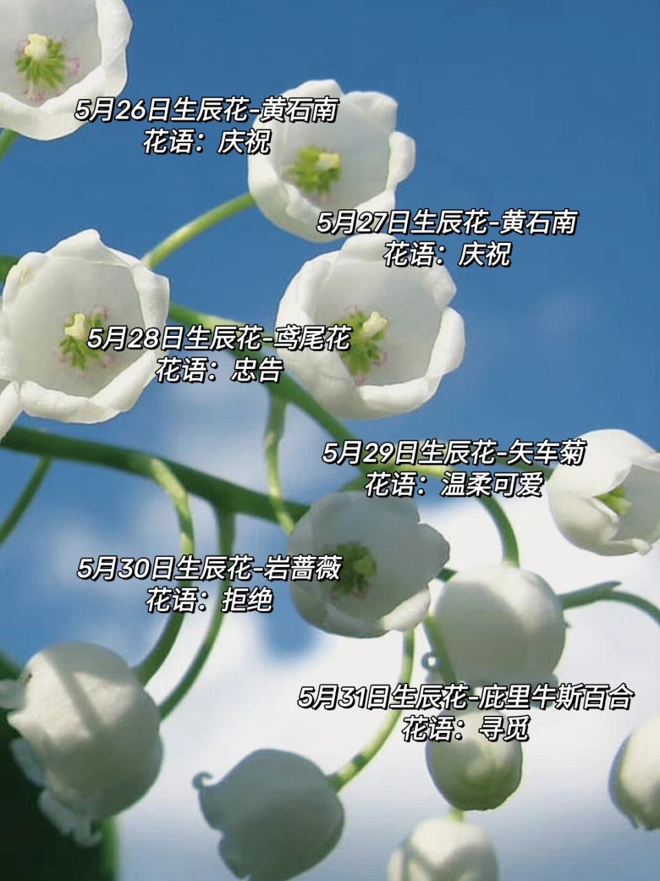94花语 | 专属于你的本命生辰花(五月) 915月1日生辰花-红石竹花
