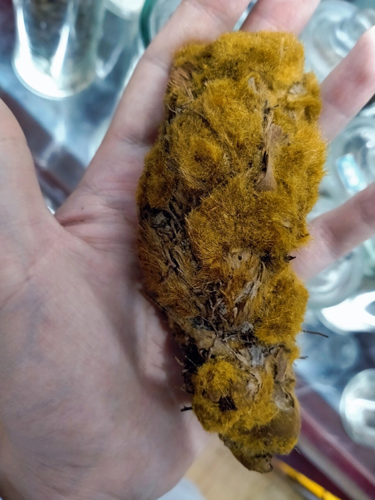 中药鉴定——狗脊