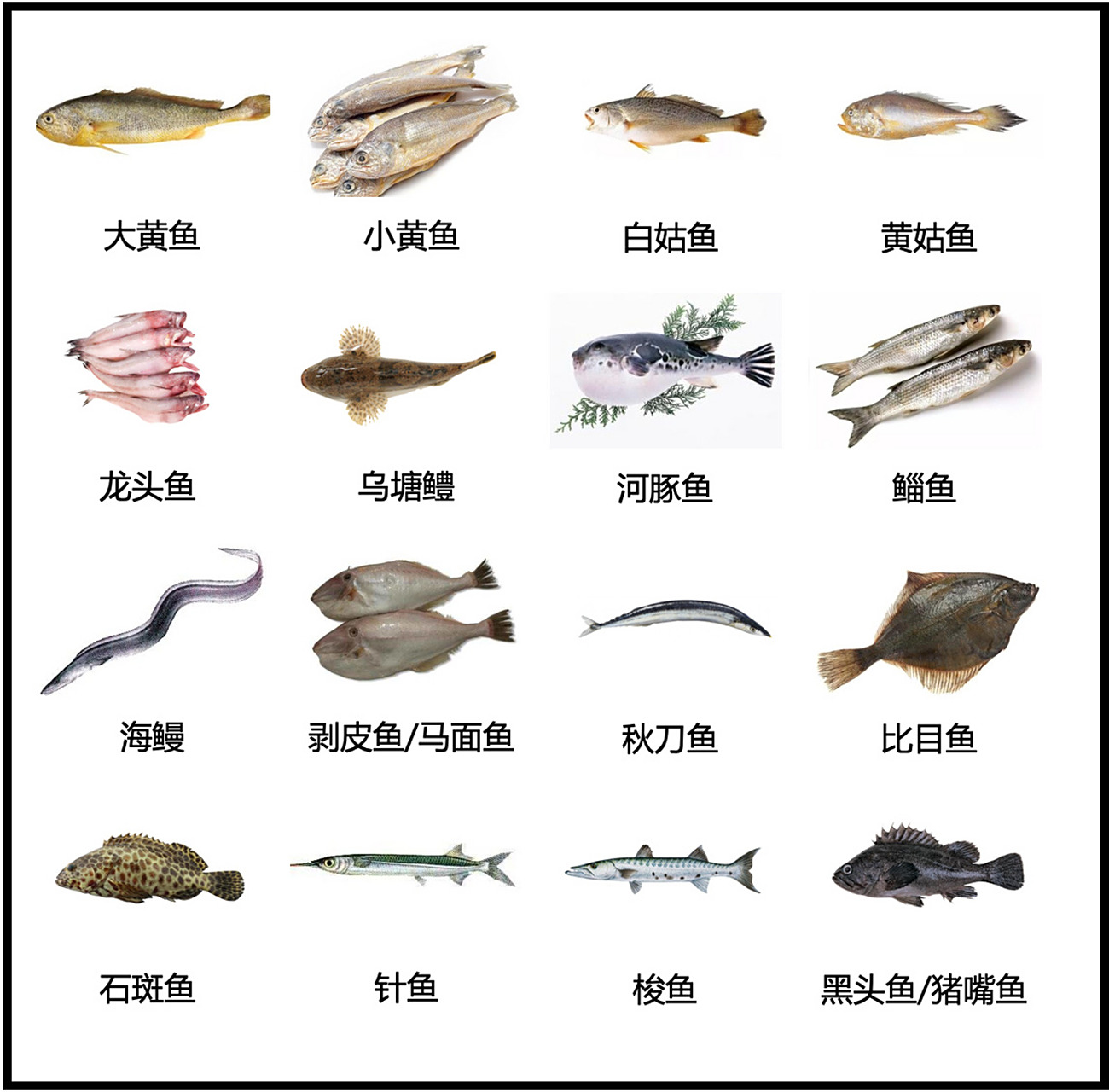 70种常见食用鱼,海鱼淡水鱼都有,你吃过几种呢?95959595