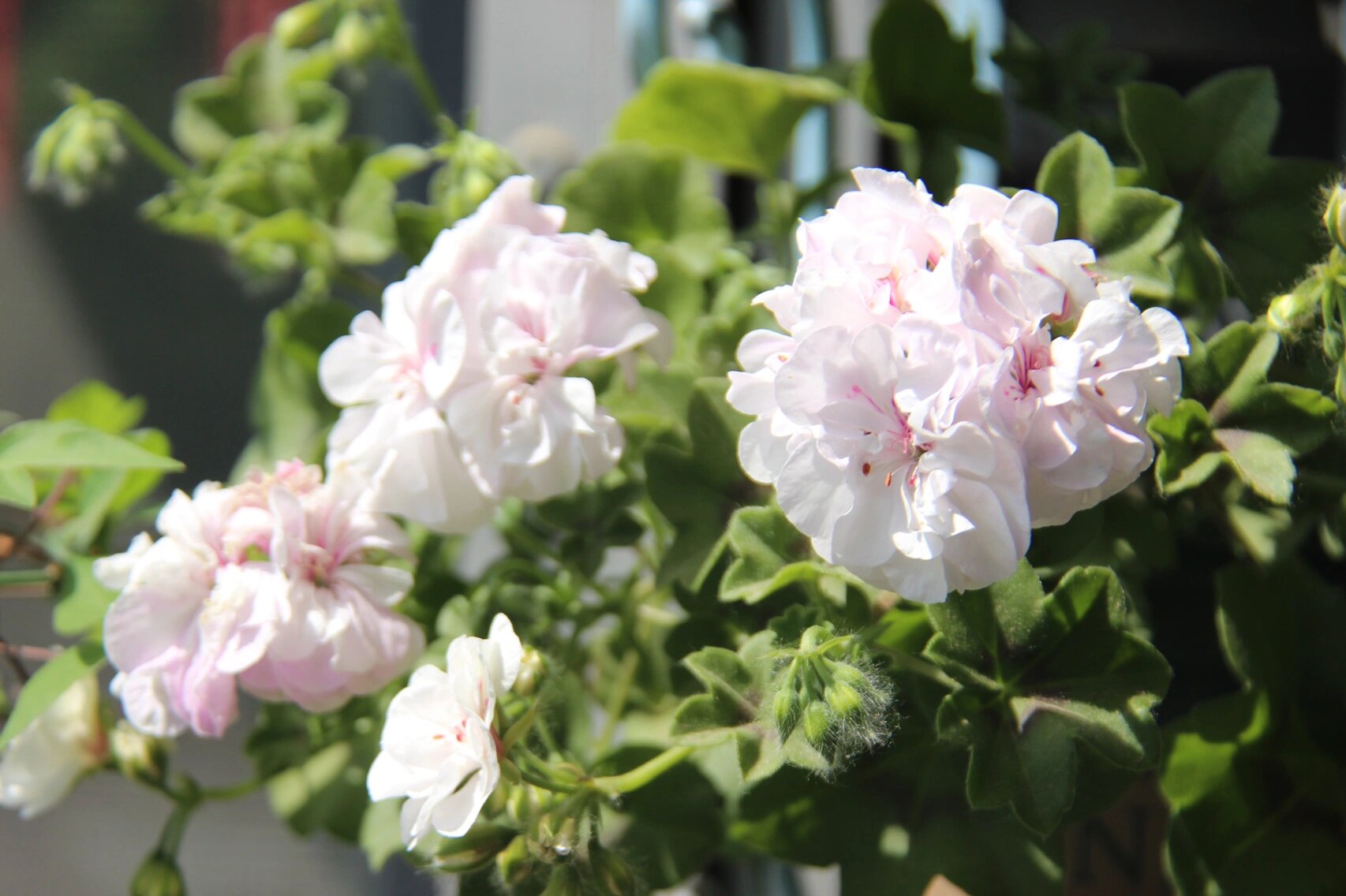 垂吊天竺葵月神yyds 越来越喜欢垂吊植物啦,不用各种修剪,自然垂下来