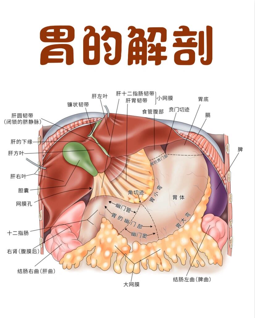 胃解剖学位置图片