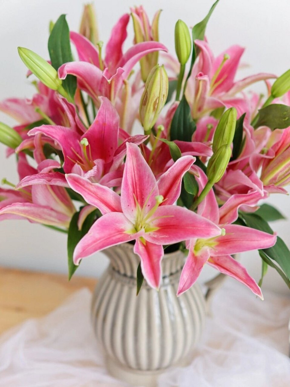 每天涨点新知识 | 西诺红百合 西诺红百合是红色系百合比较常见的一个