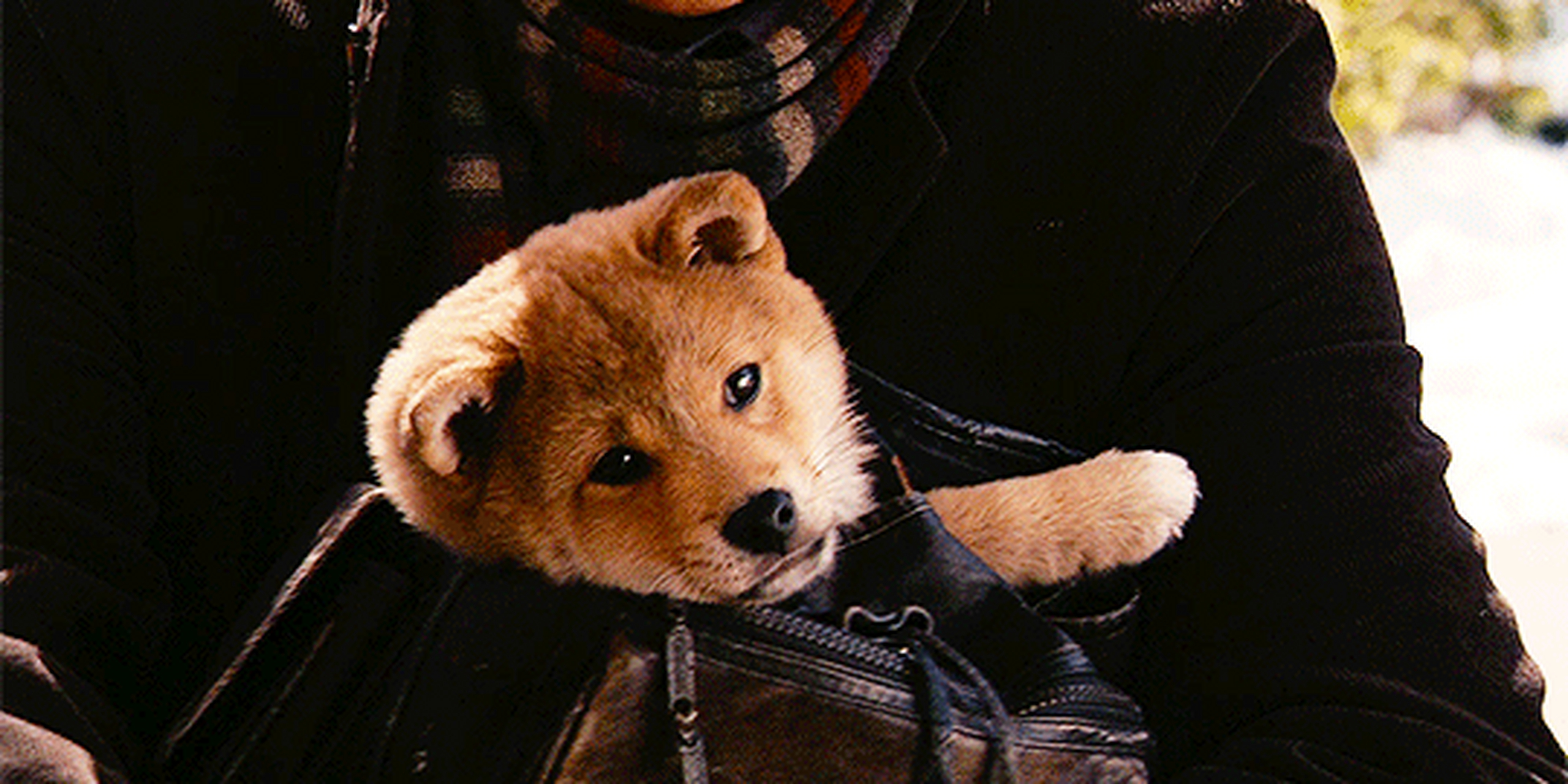 "听着,你不用再等了,他不会回来了.",《忠犬八公的故事》,2009年