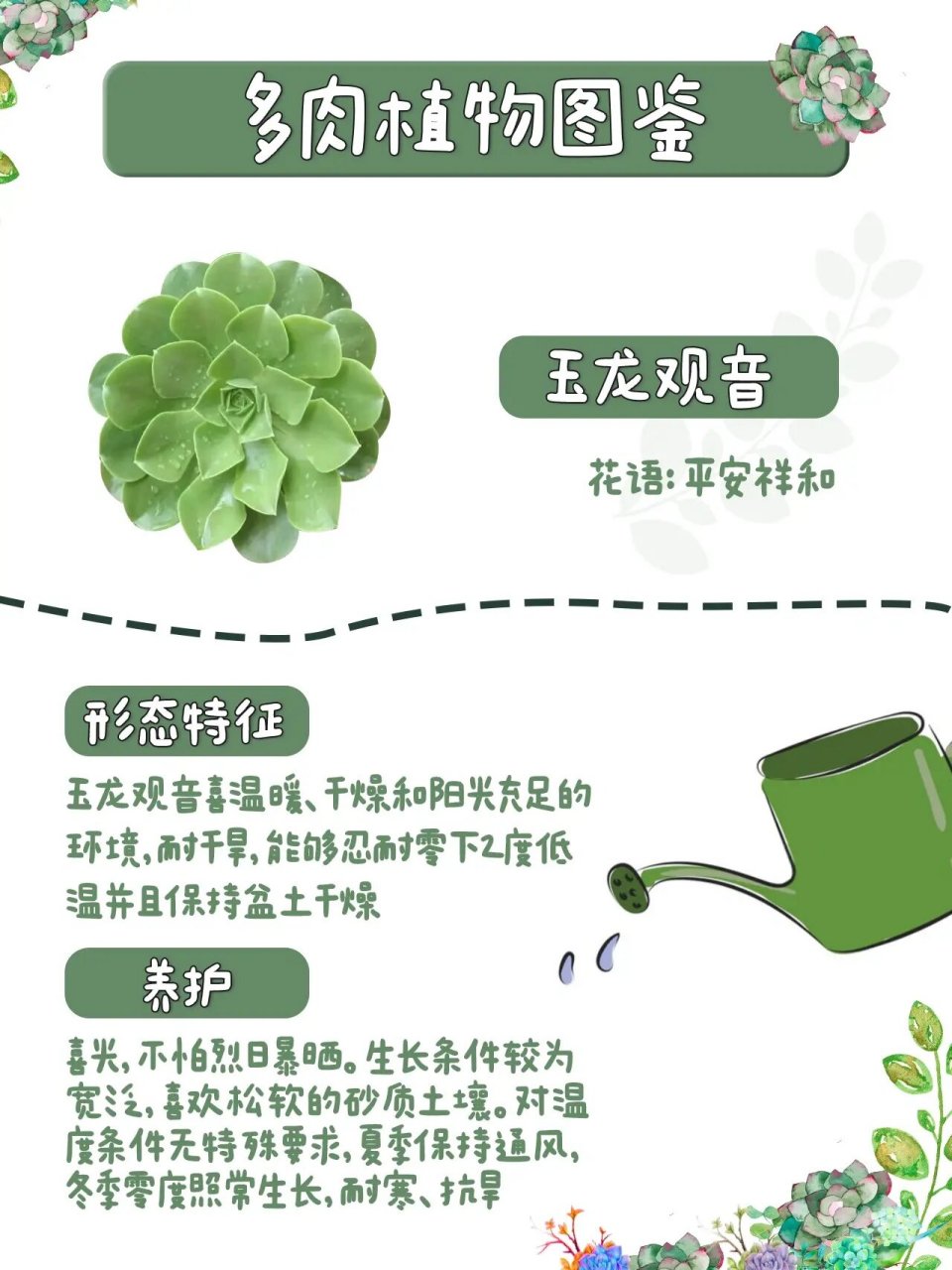 第106期|92玉龙观音|每天认识一种多肉 97别名:暂无 94花语