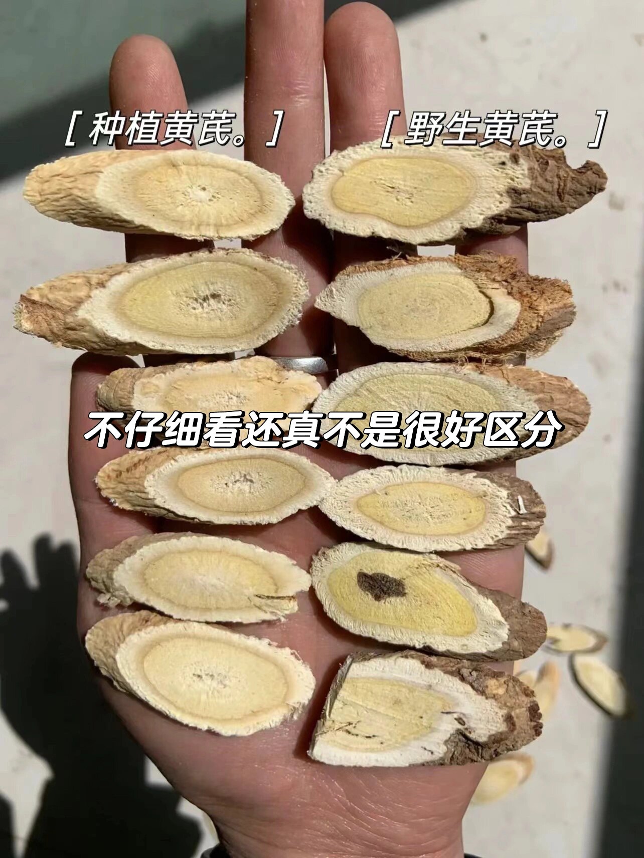教你如何分辨真假黄芪,学会就不怕被骗了
