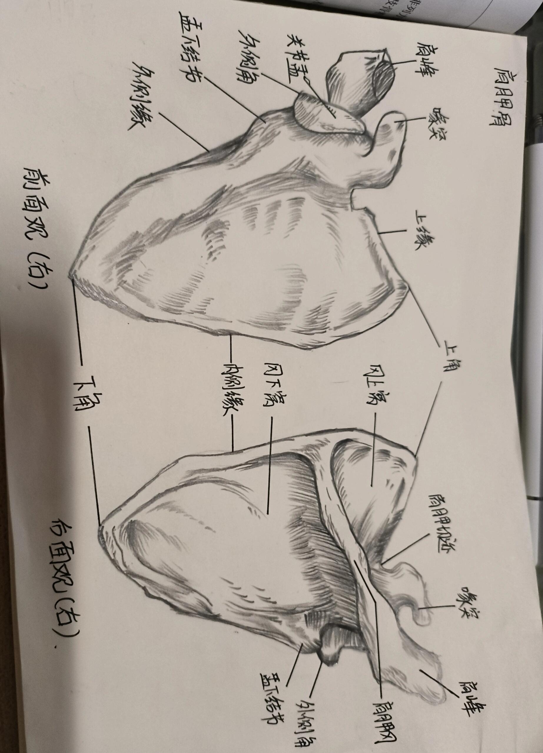 肩胛骨正反面绘画图片