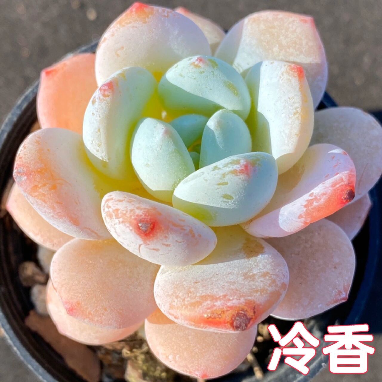 96每天认识一种多肉9411296冷香 95形态特征 冷香确实是劳尔