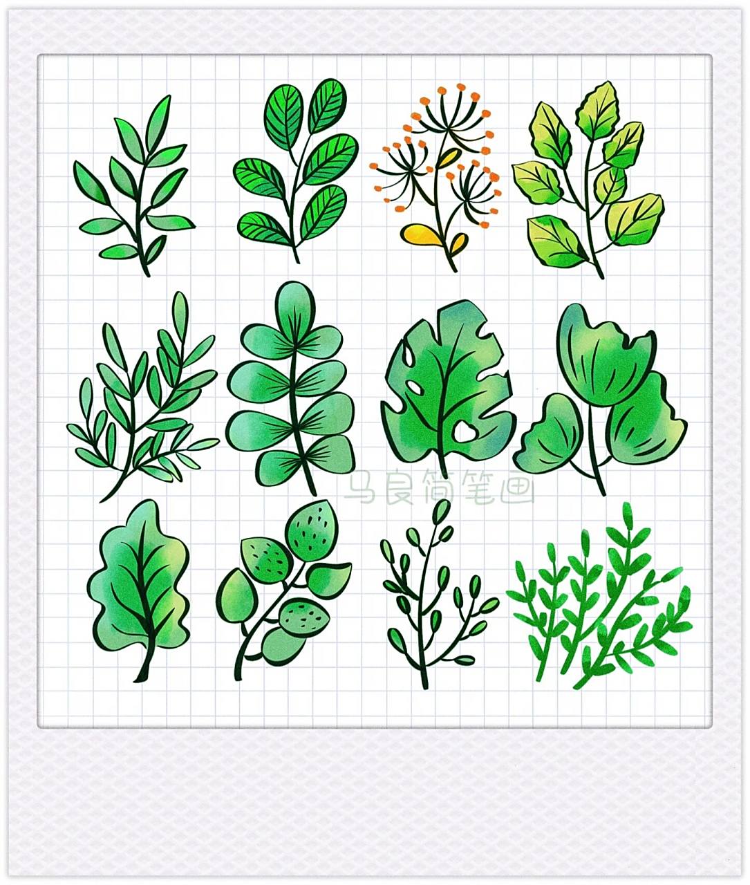 各种叶子简笔画植物树叶插画手帐手抄报素材          原创植物叶子小