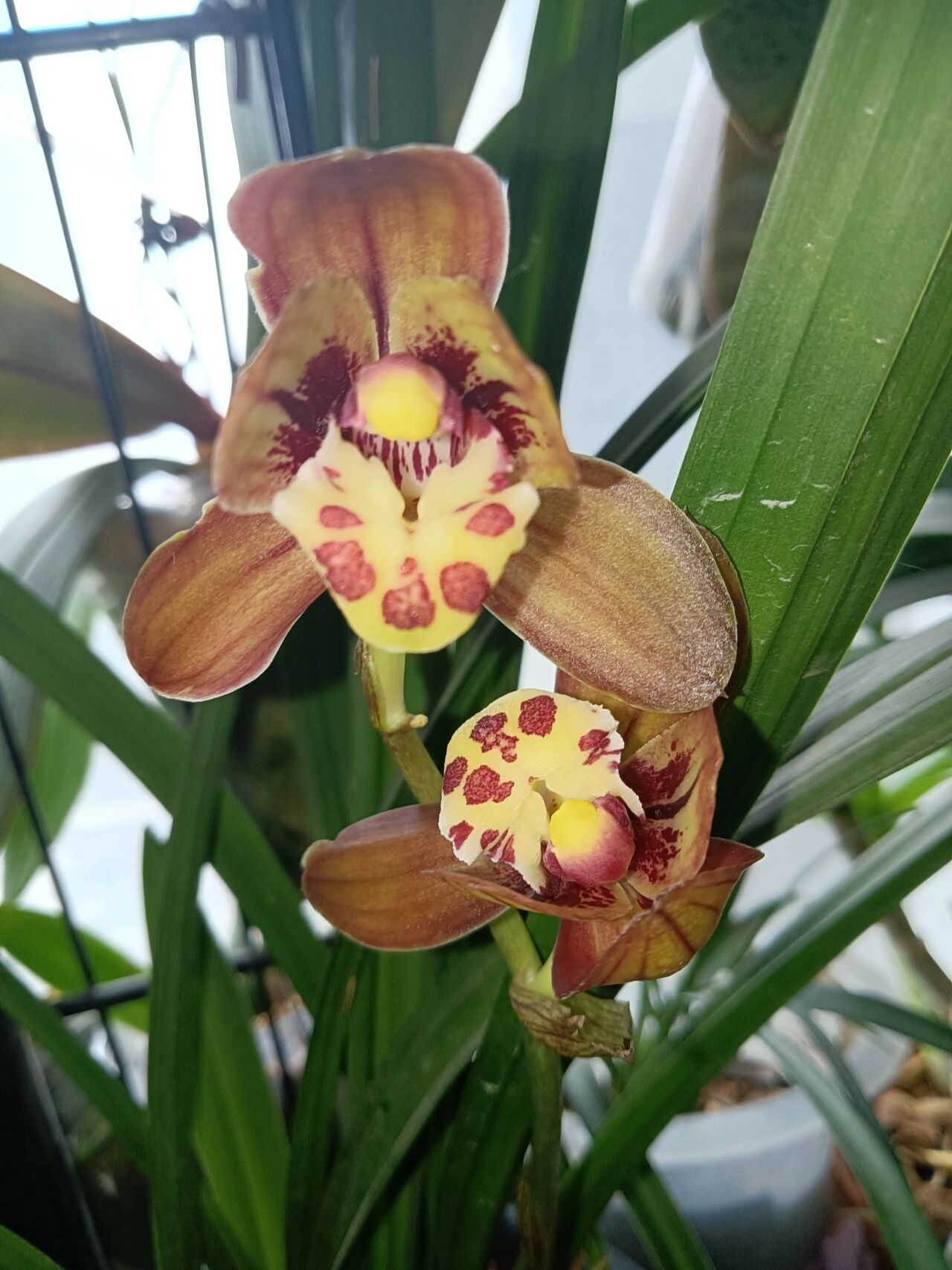 养了两年的红君荷终于绽放