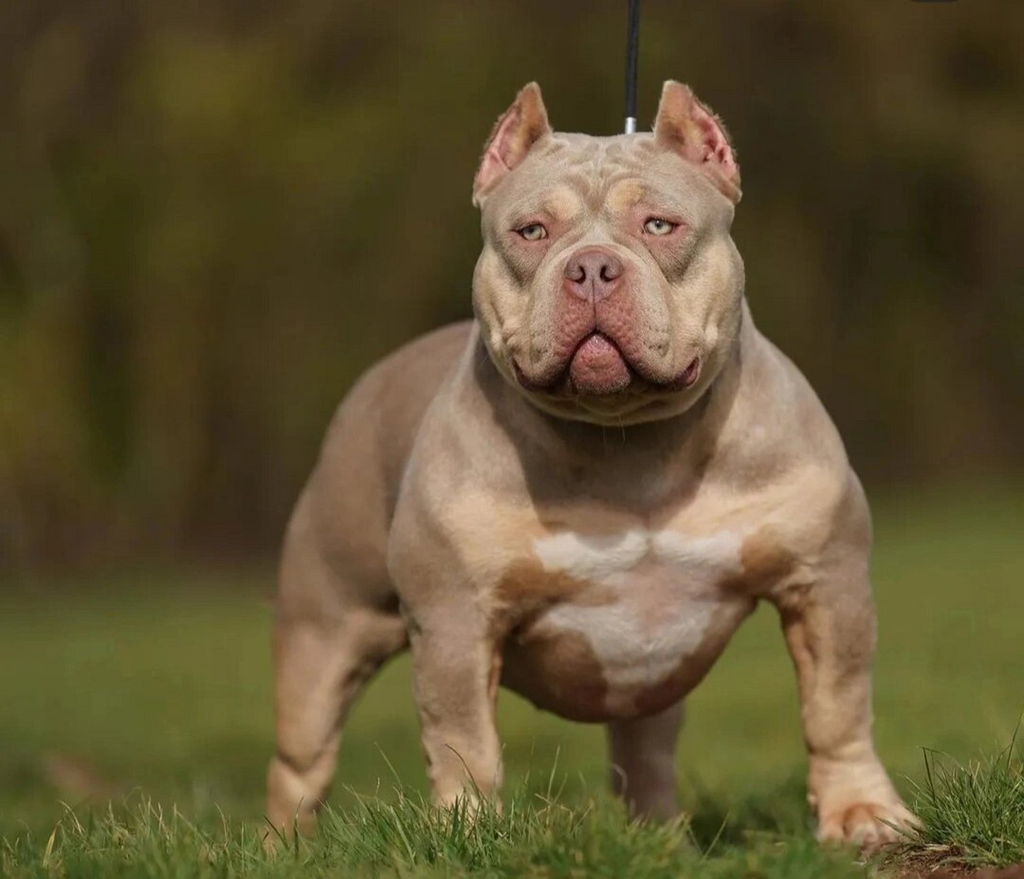 关于恶霸犬的喂养(个人心得) 选择适合自己狗的喂养方式 什么是适合