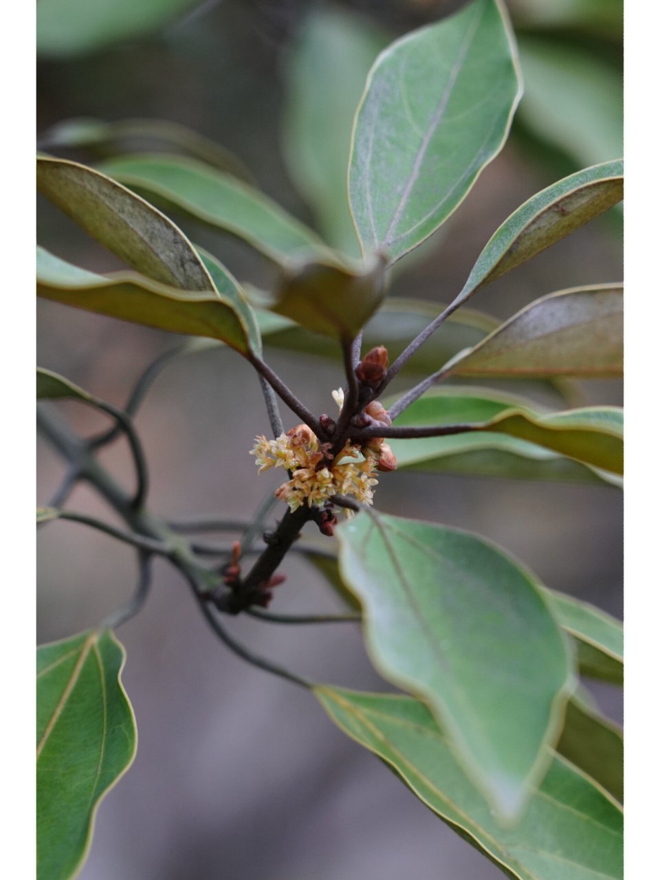 舟山新木姜子|佛光树 舟山新木姜子,樟科新木姜子属乔木,9-10月开花,1